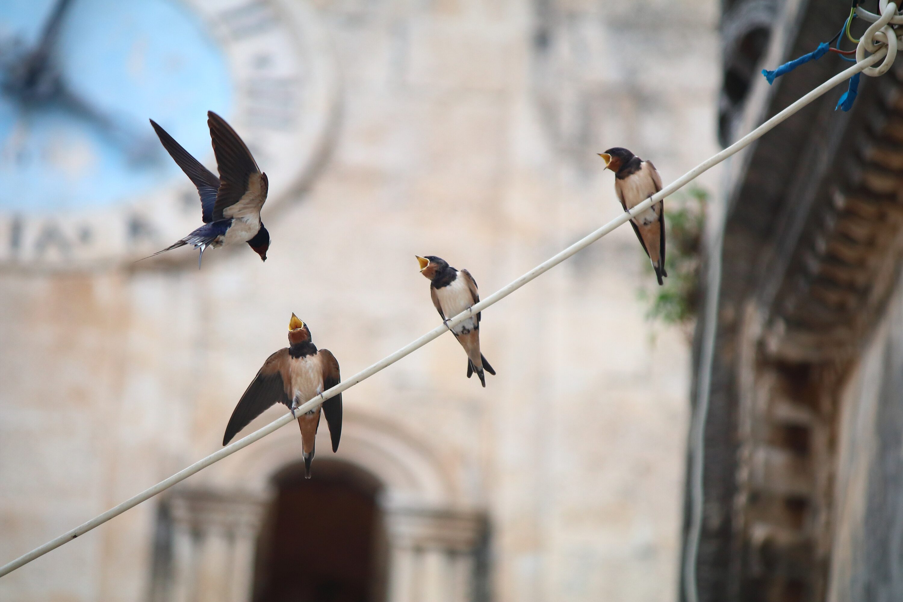 Three juvenile barn swallows perched together waiting for food