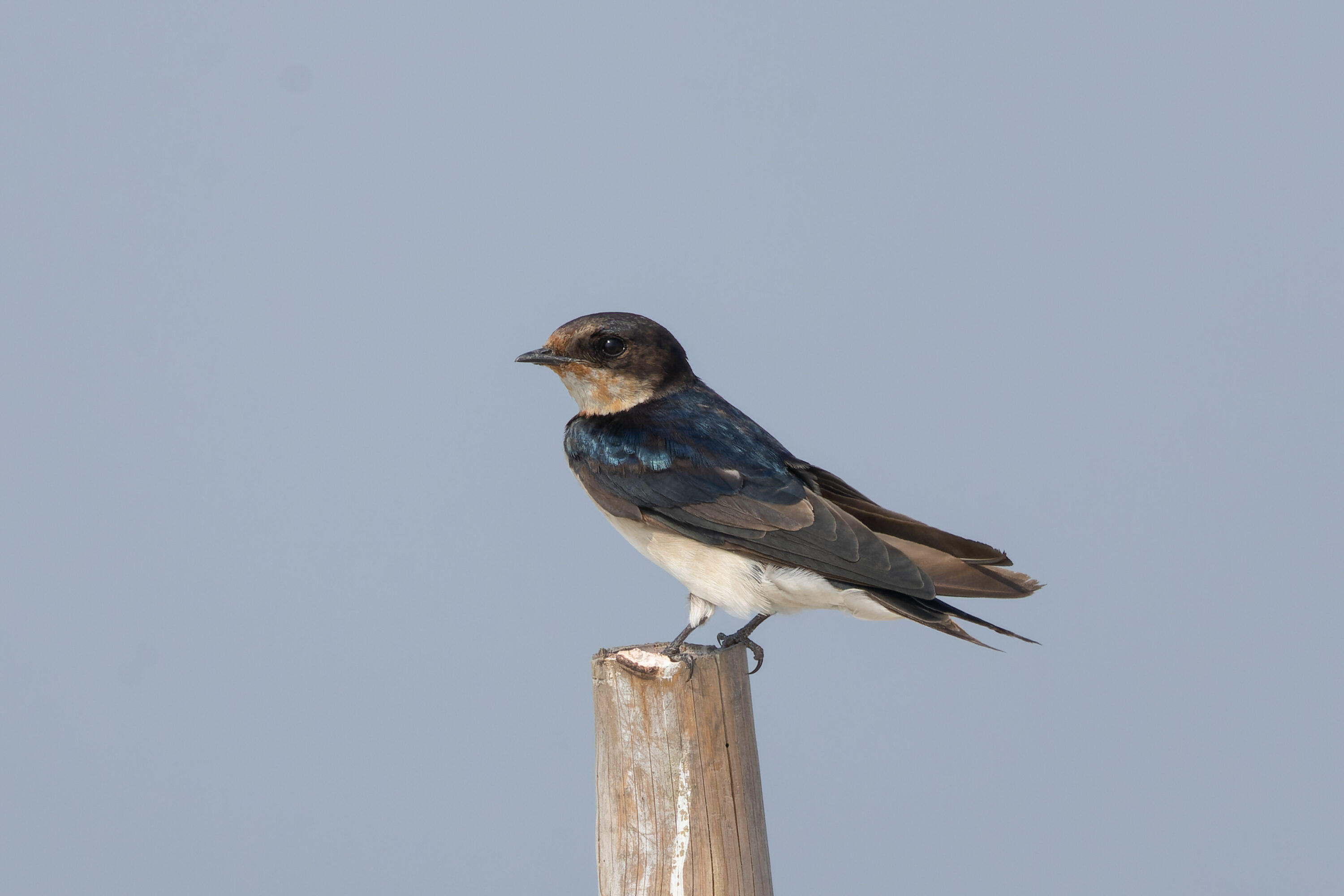 Barn swallow perched on a branch in Bakkhali, West Bengal, India