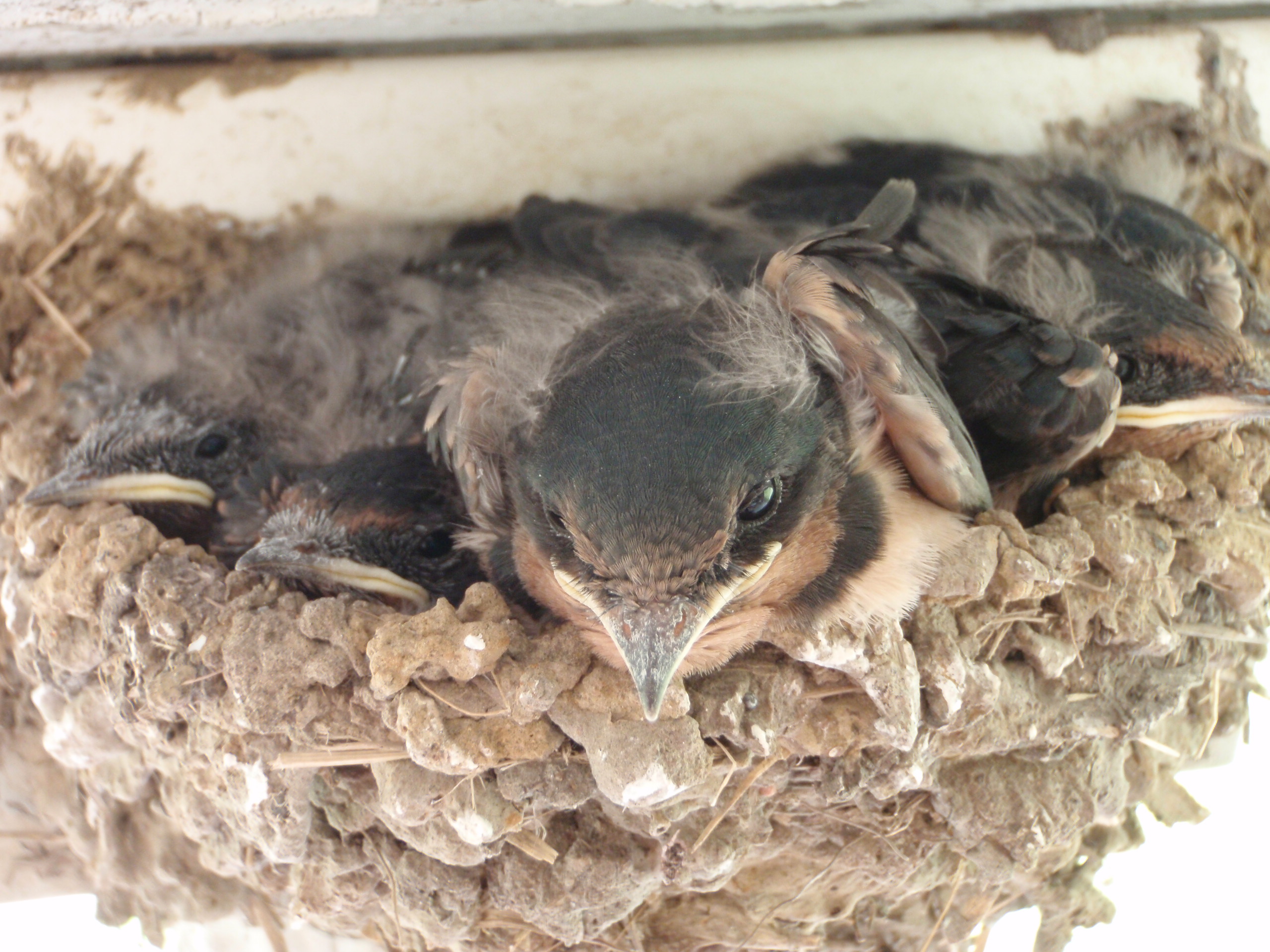 Barn swallow nestlings and fledglings in a nest in Mississippi