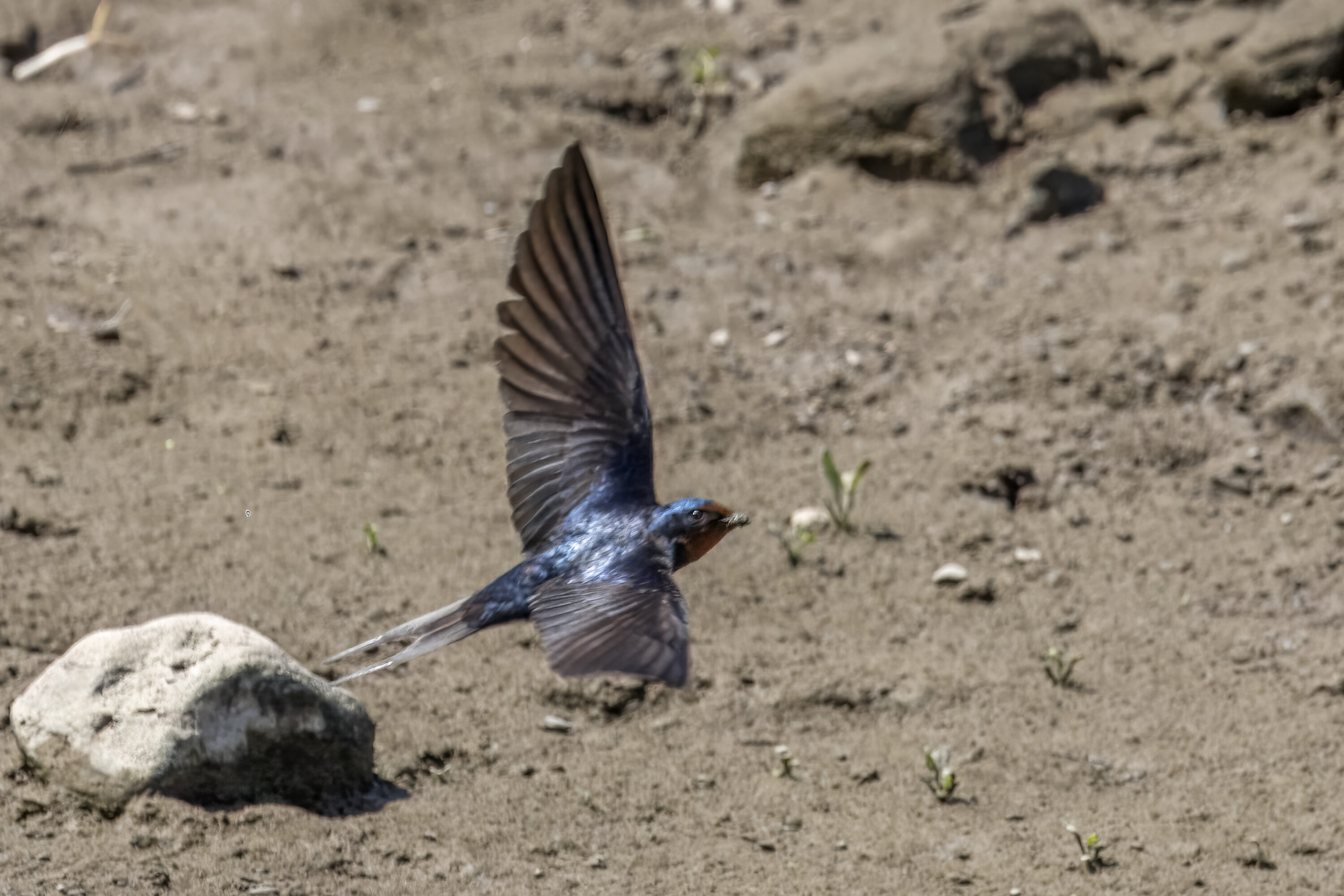 Barn swallow in flight