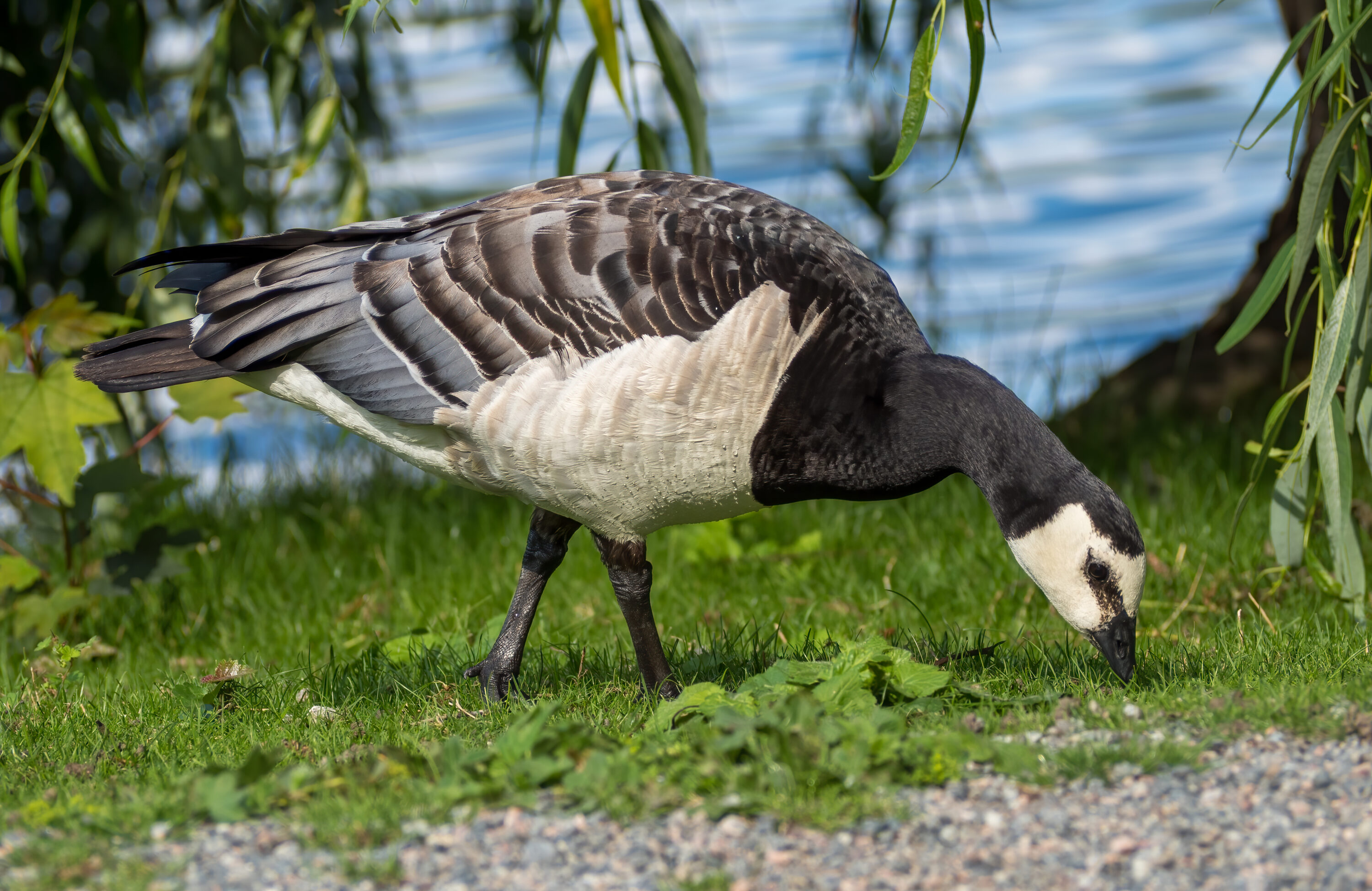 Barnacle goose photographed in Sweden