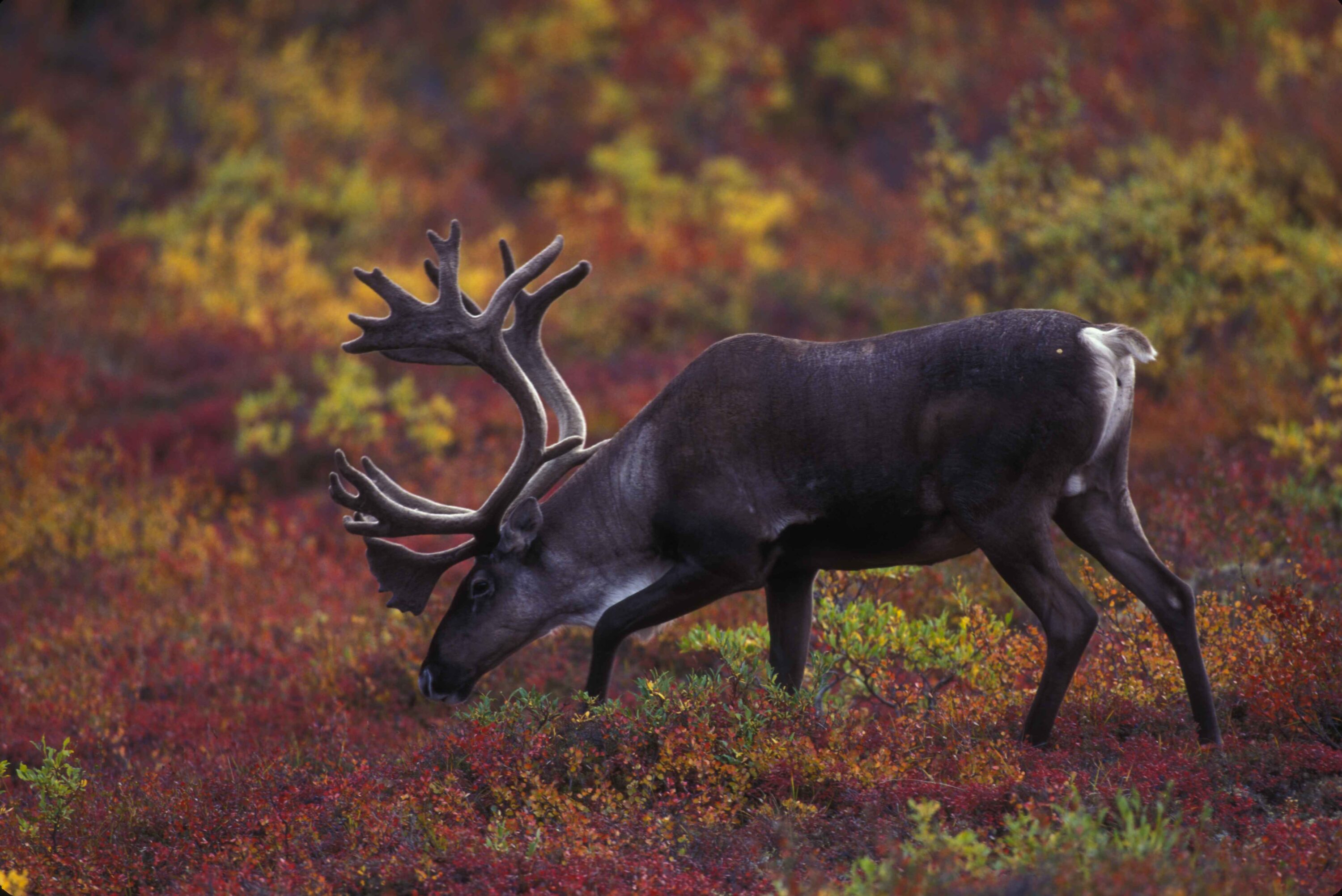 Barren-ground caribou grazing among autumn tundra vegetation