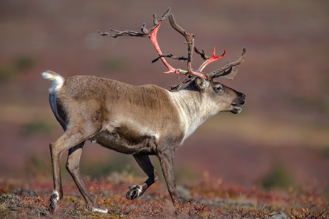 Barren-ground caribou walking on tundra in Nunavut