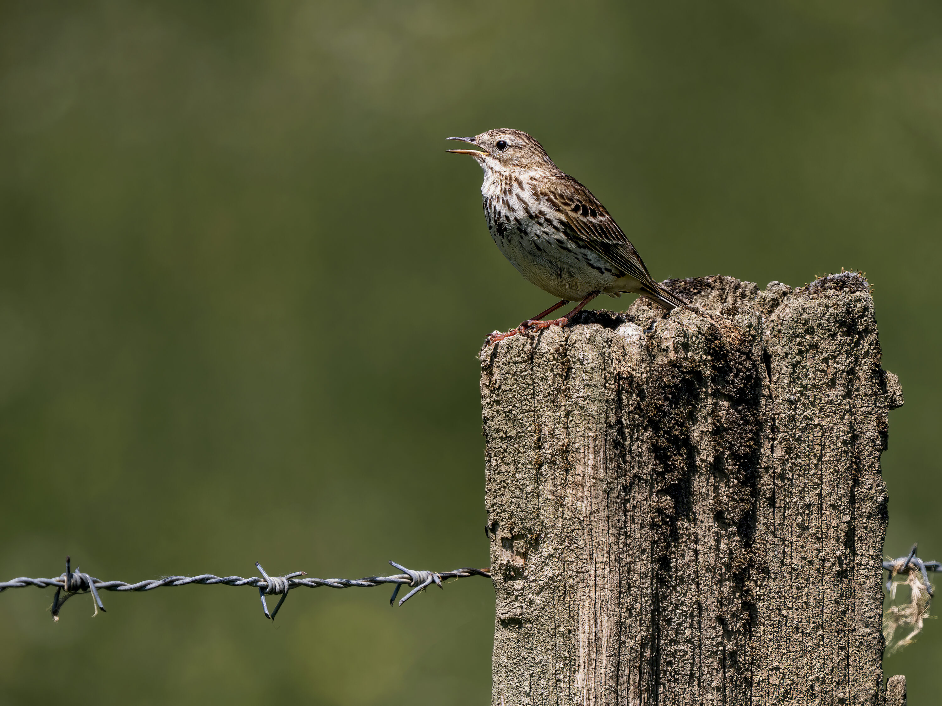 A singing tree pipit perched on a wooden fence post