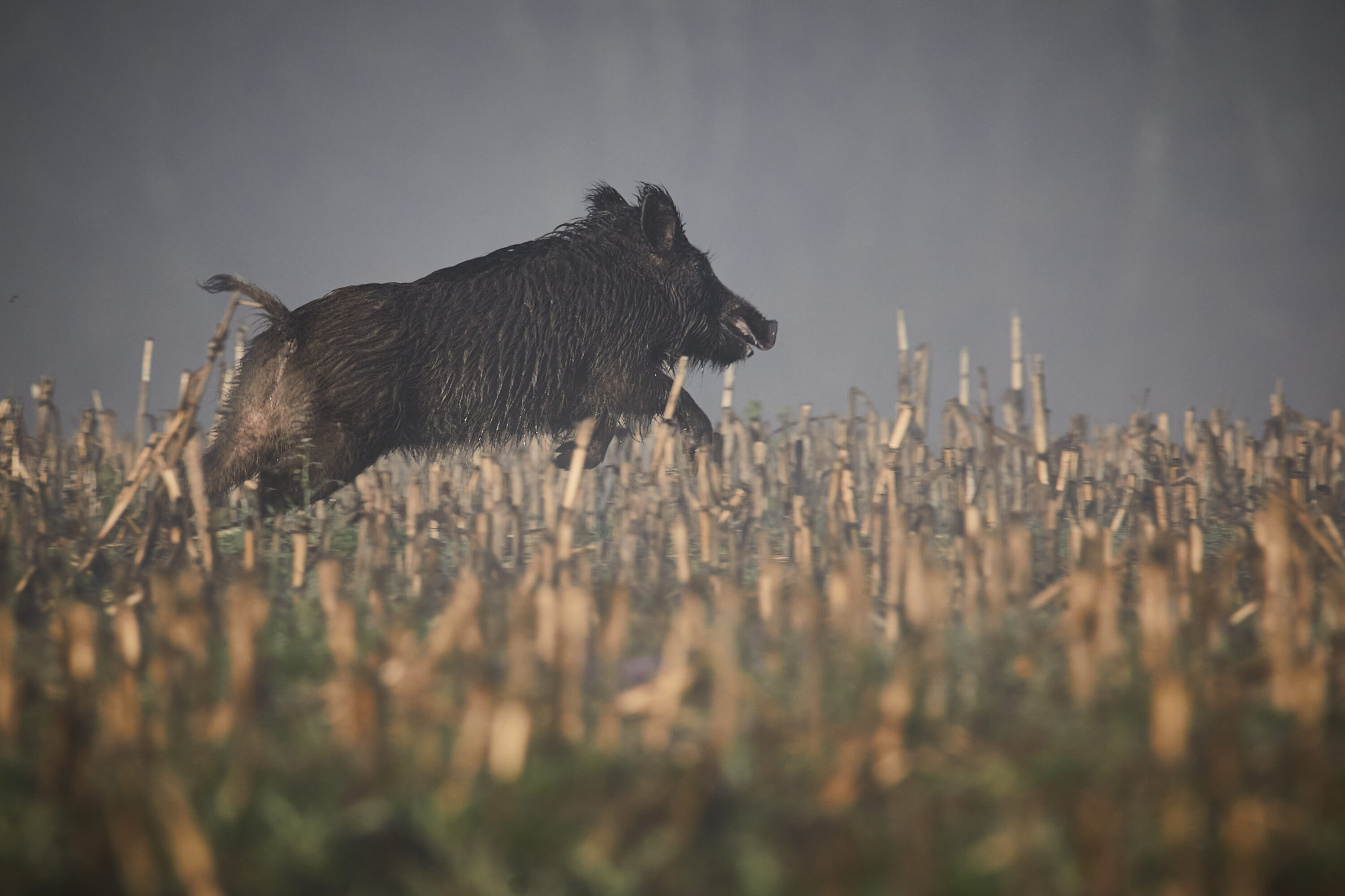 Wild boar in Naturpark Bayerischer Spessart, Bavaria, Germany
