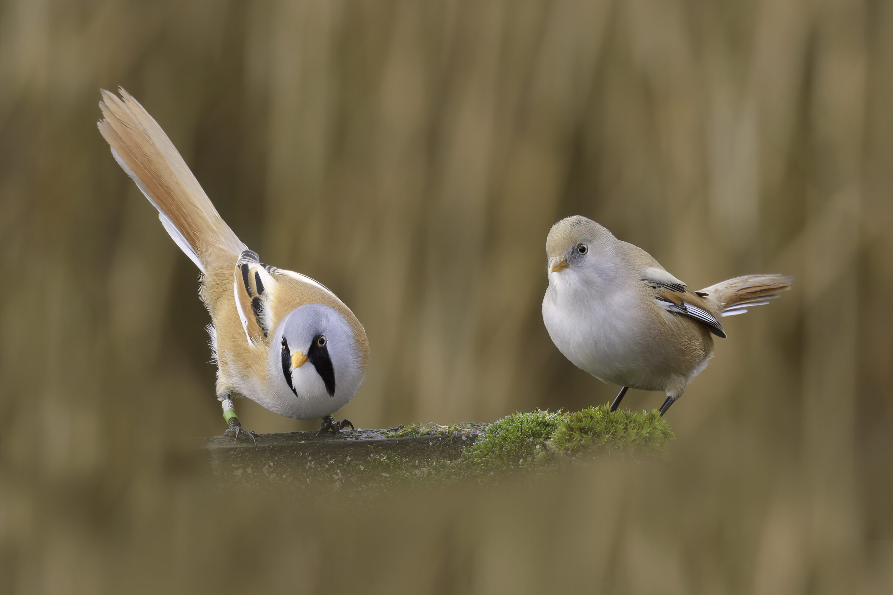 Bearded reedlings among reed stems