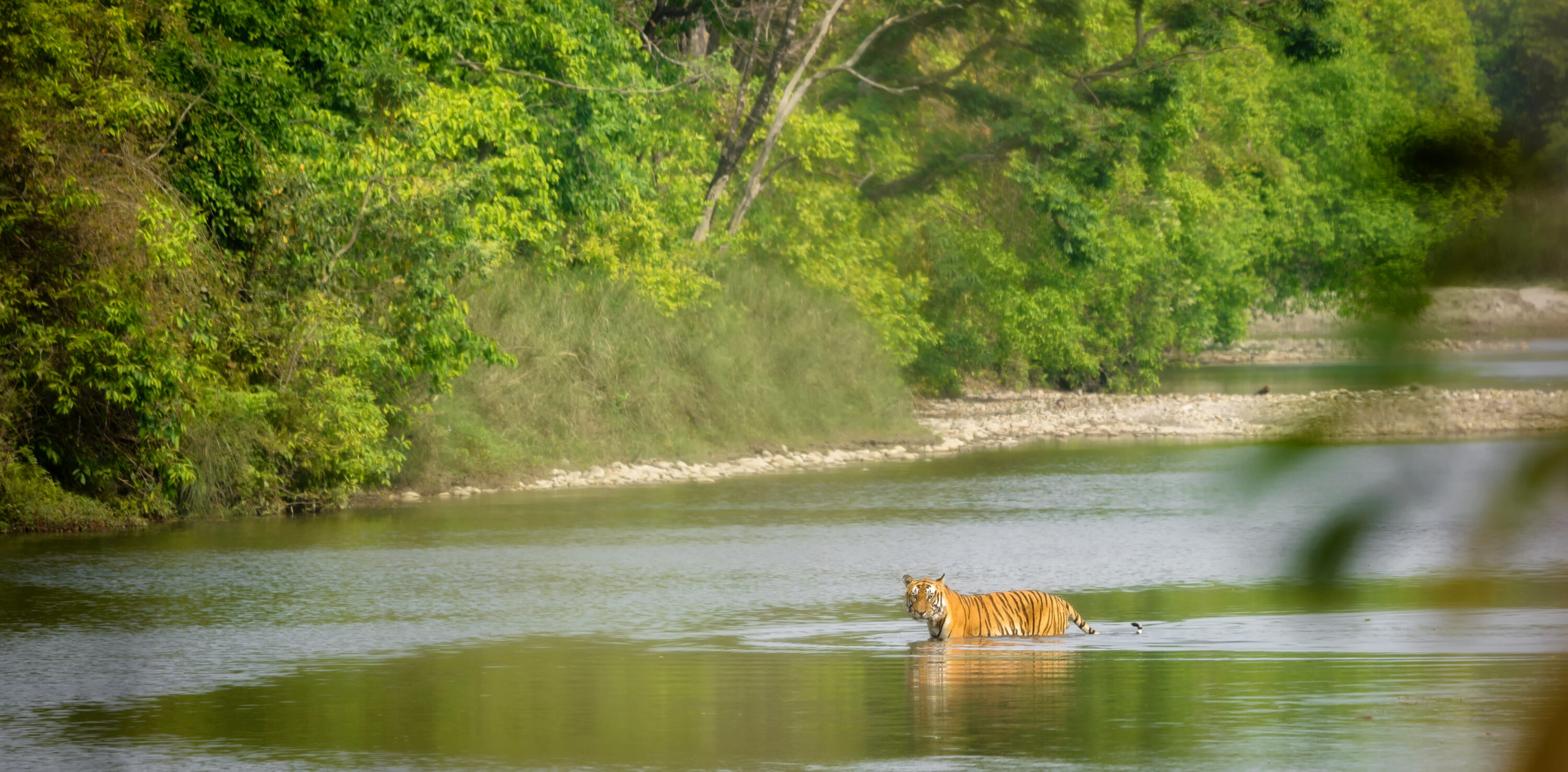 Wild Bengal tiger crossing a river in forest habitat in Bardia National Park, Nepal