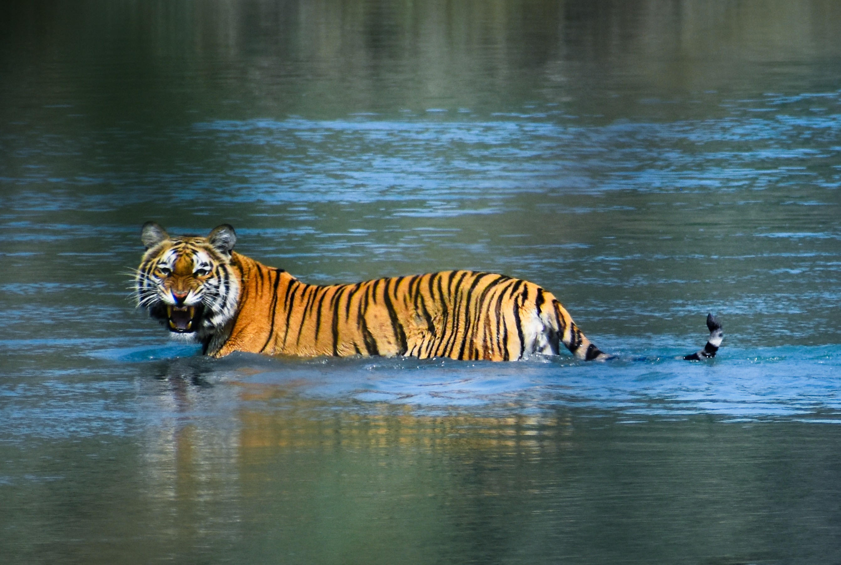 Wild Bengal tiger standing in water in Bardiya National Park, Nepal
