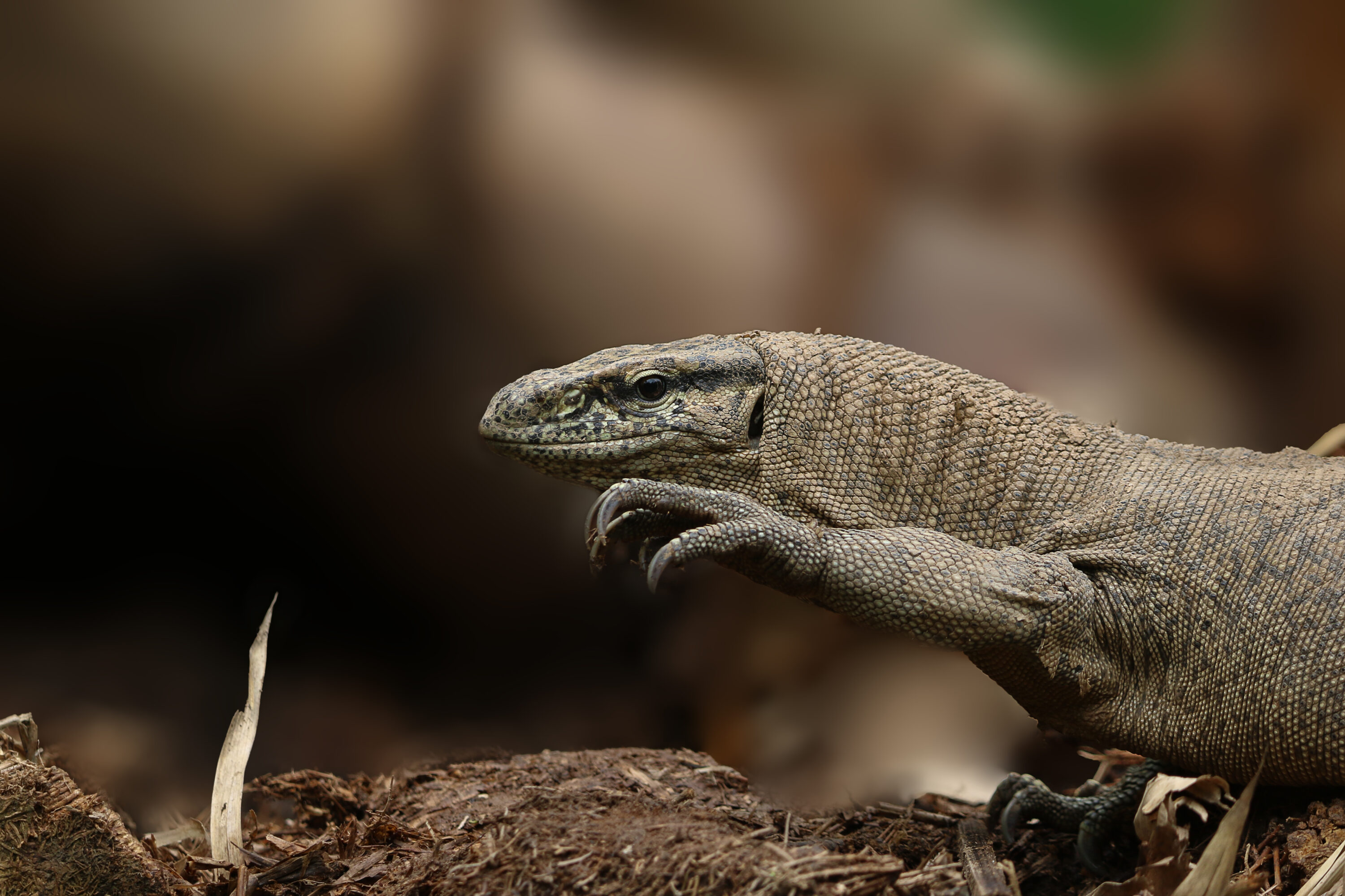 Close view of a wild Bengal monitor in Bangladesh