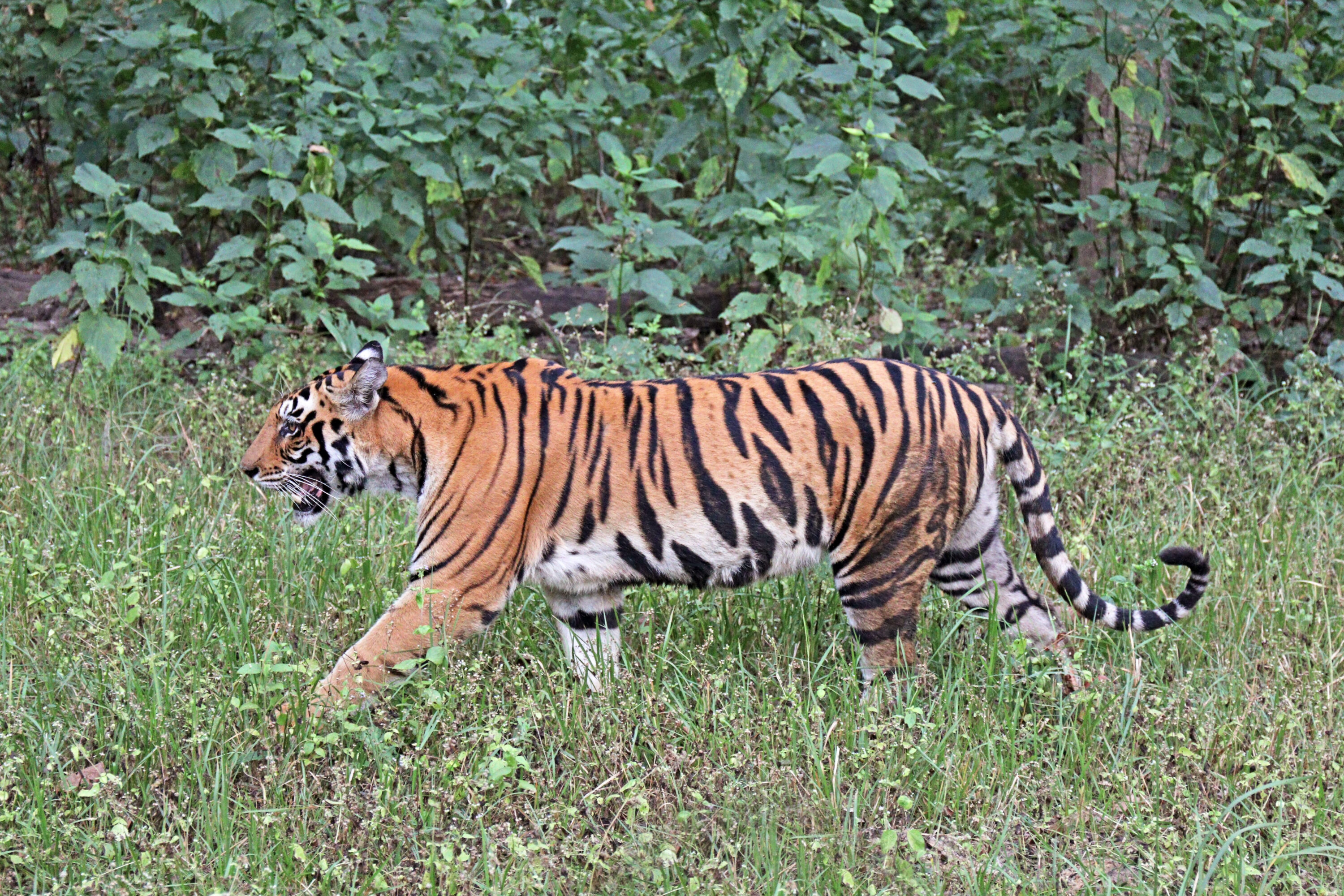 Female Bengal tiger standing in green vegetation in Kanha National Park, India