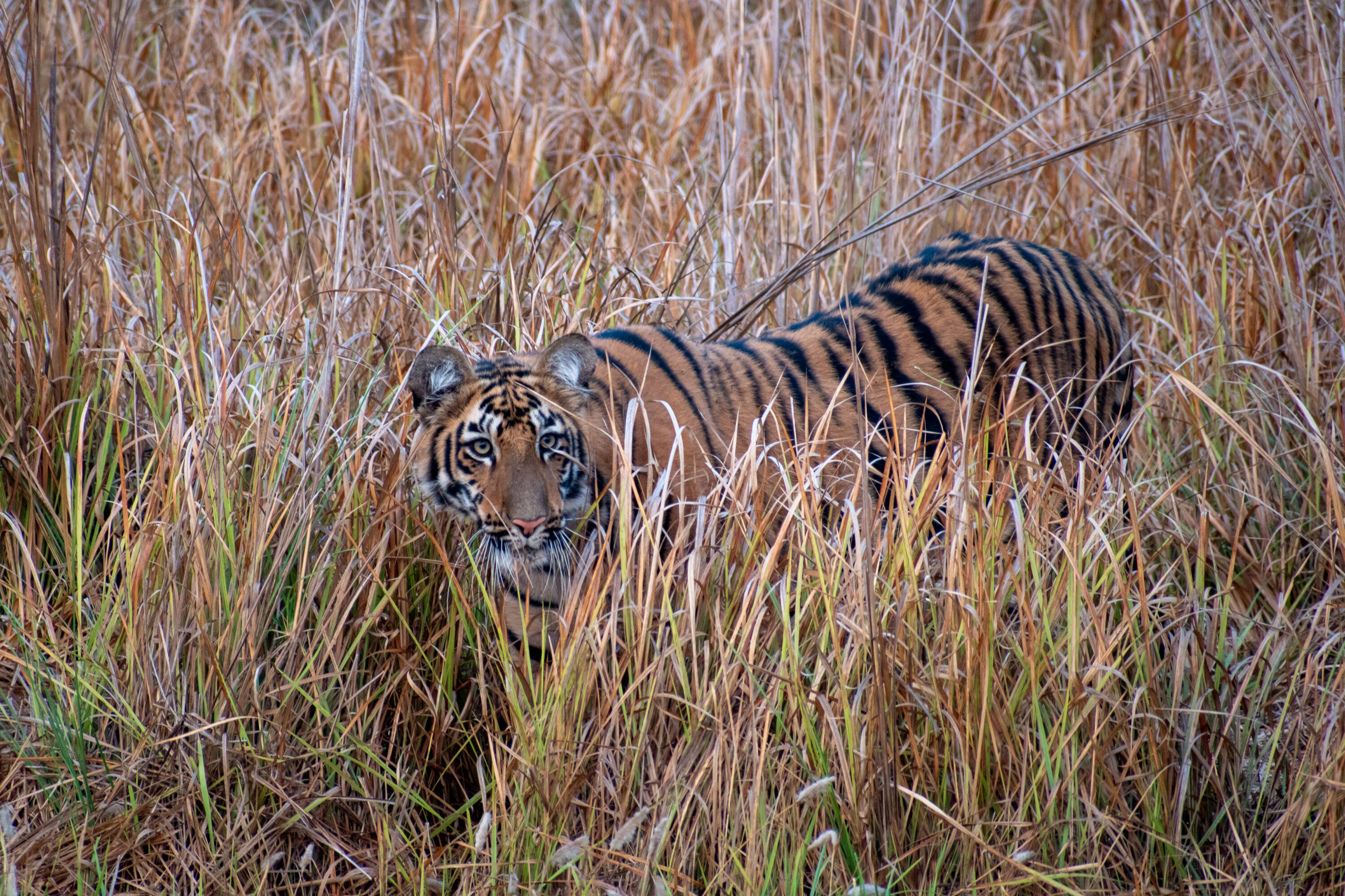 Wild Bengal tiger moving through dense vegetation at Tadoba-Andhari Tiger Reserve, Maharashtra