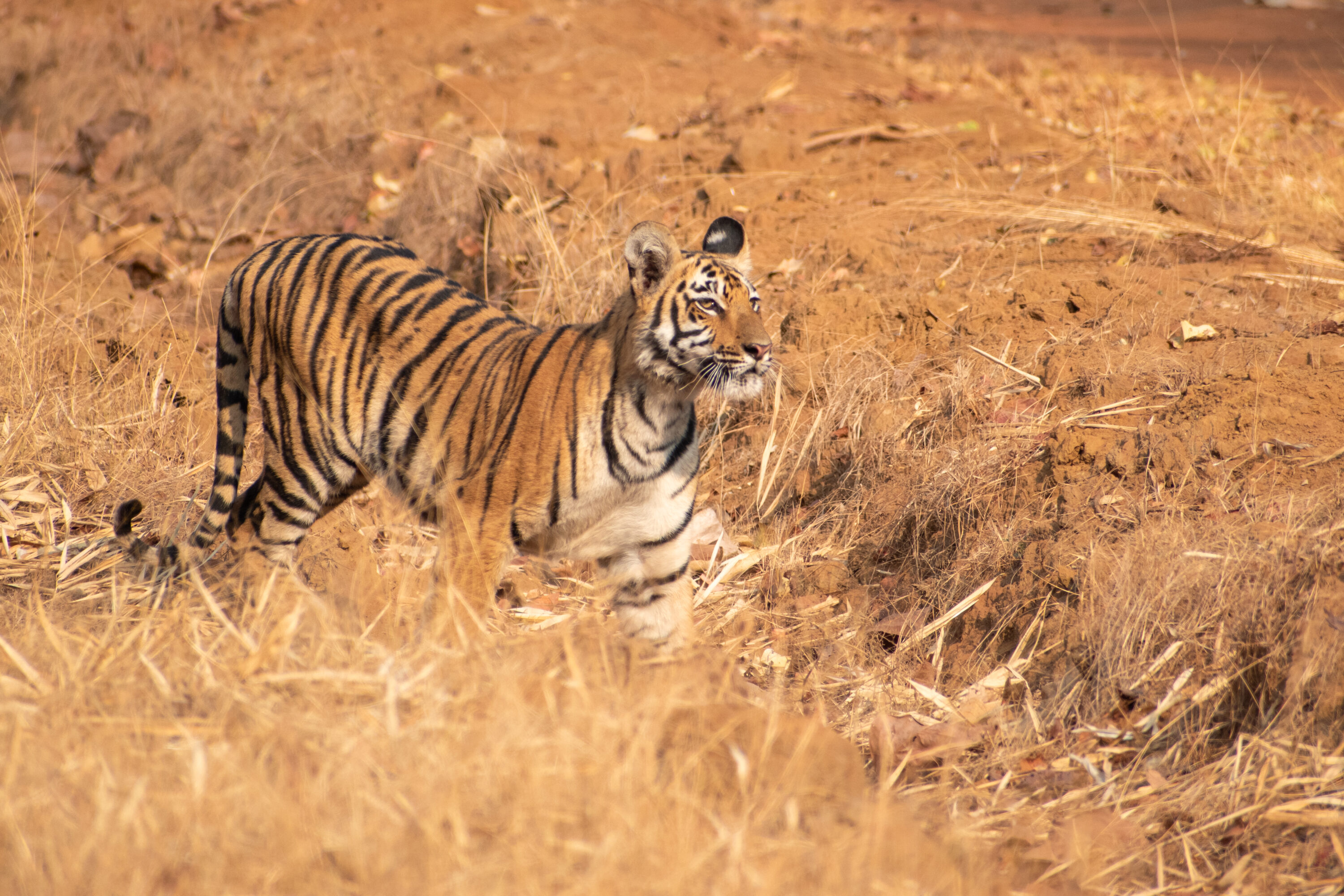 Wild Bengal tiger cub in dry grassland at Tadoba Andhari Tiger Reserve, India