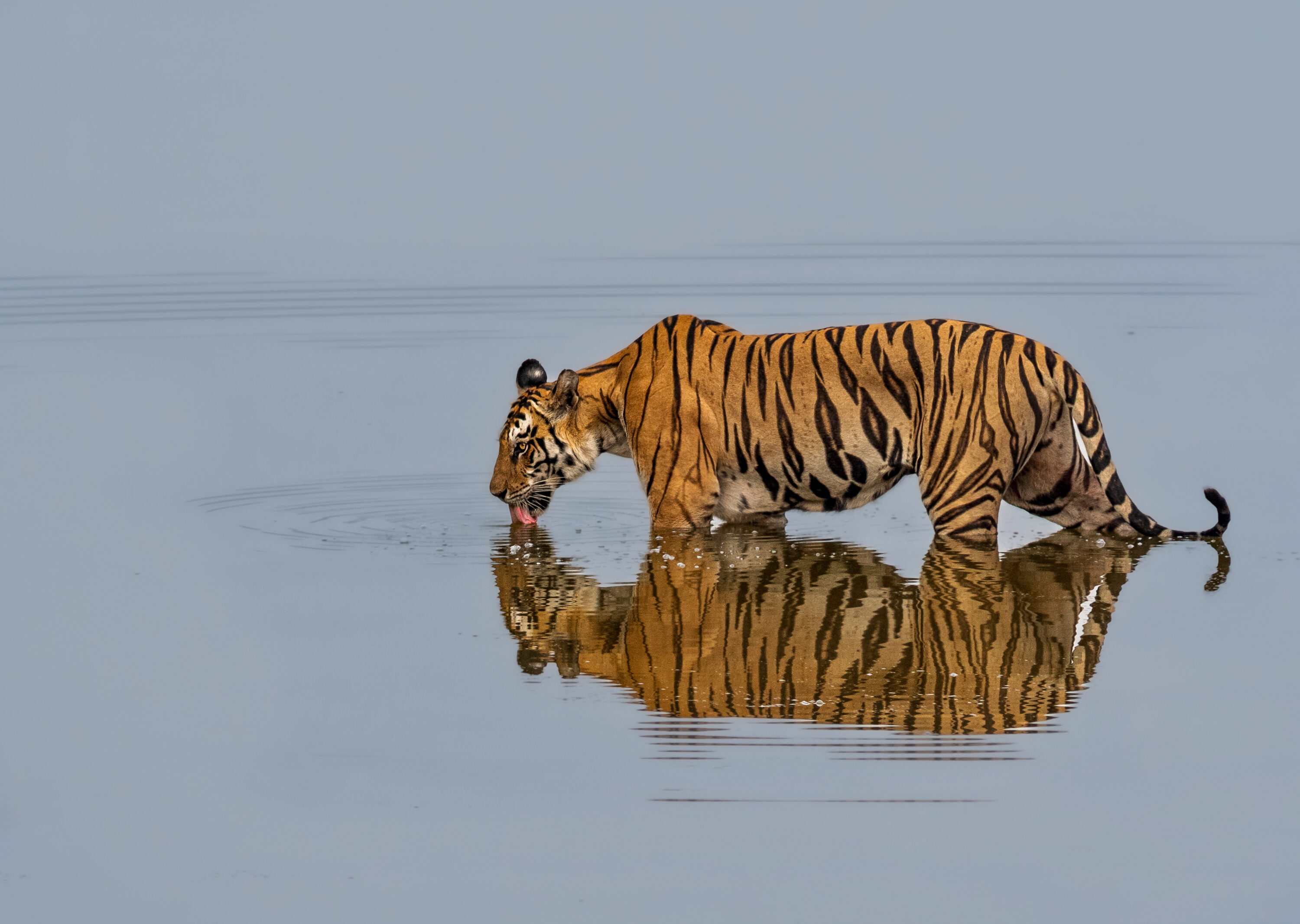 Wild Bengal tiger walking in dry forest in Panna National Park, India