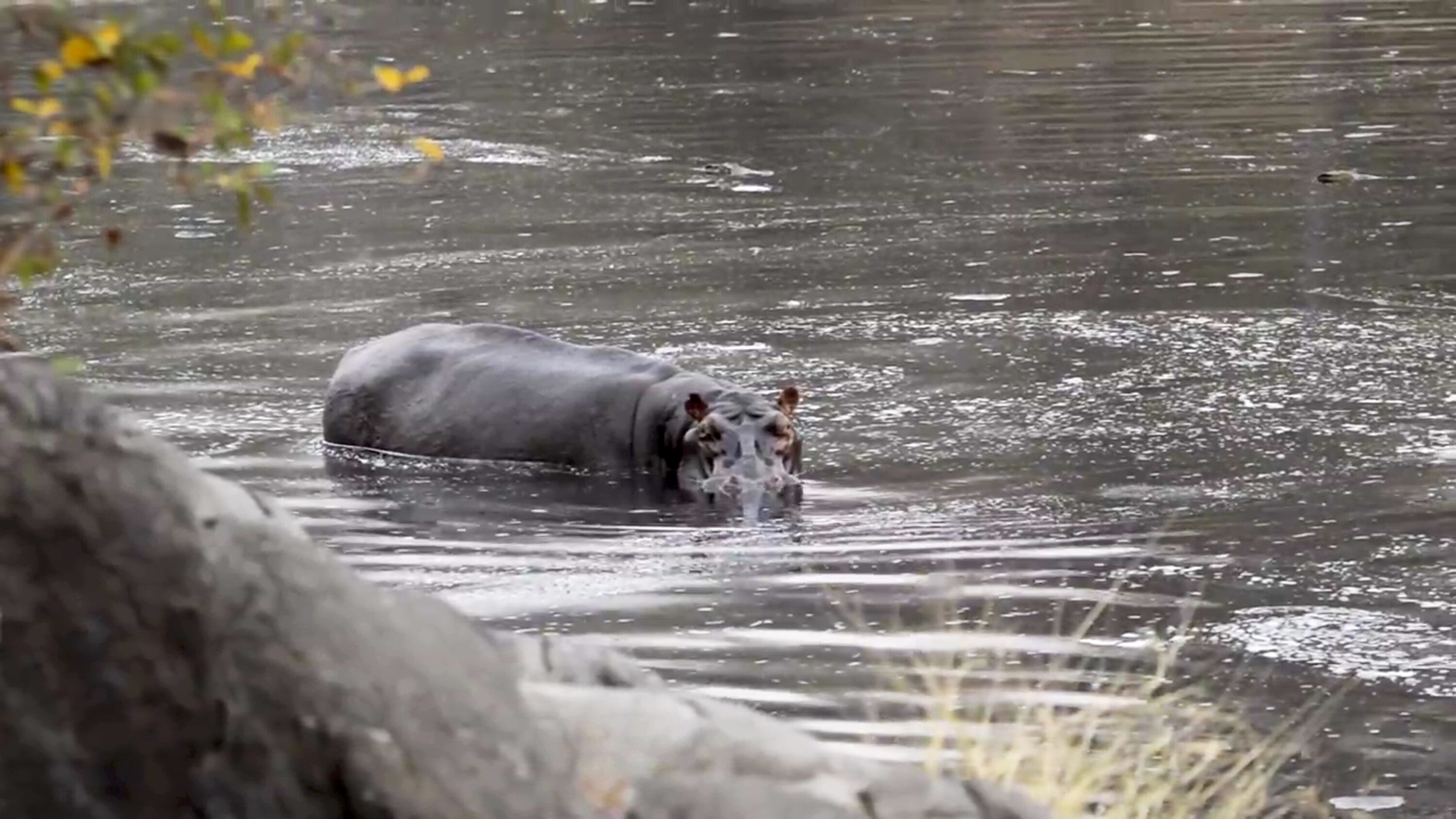 Common hippopotamus (Hippopotamus amphibius) in Bénoué National Park, Cameroon