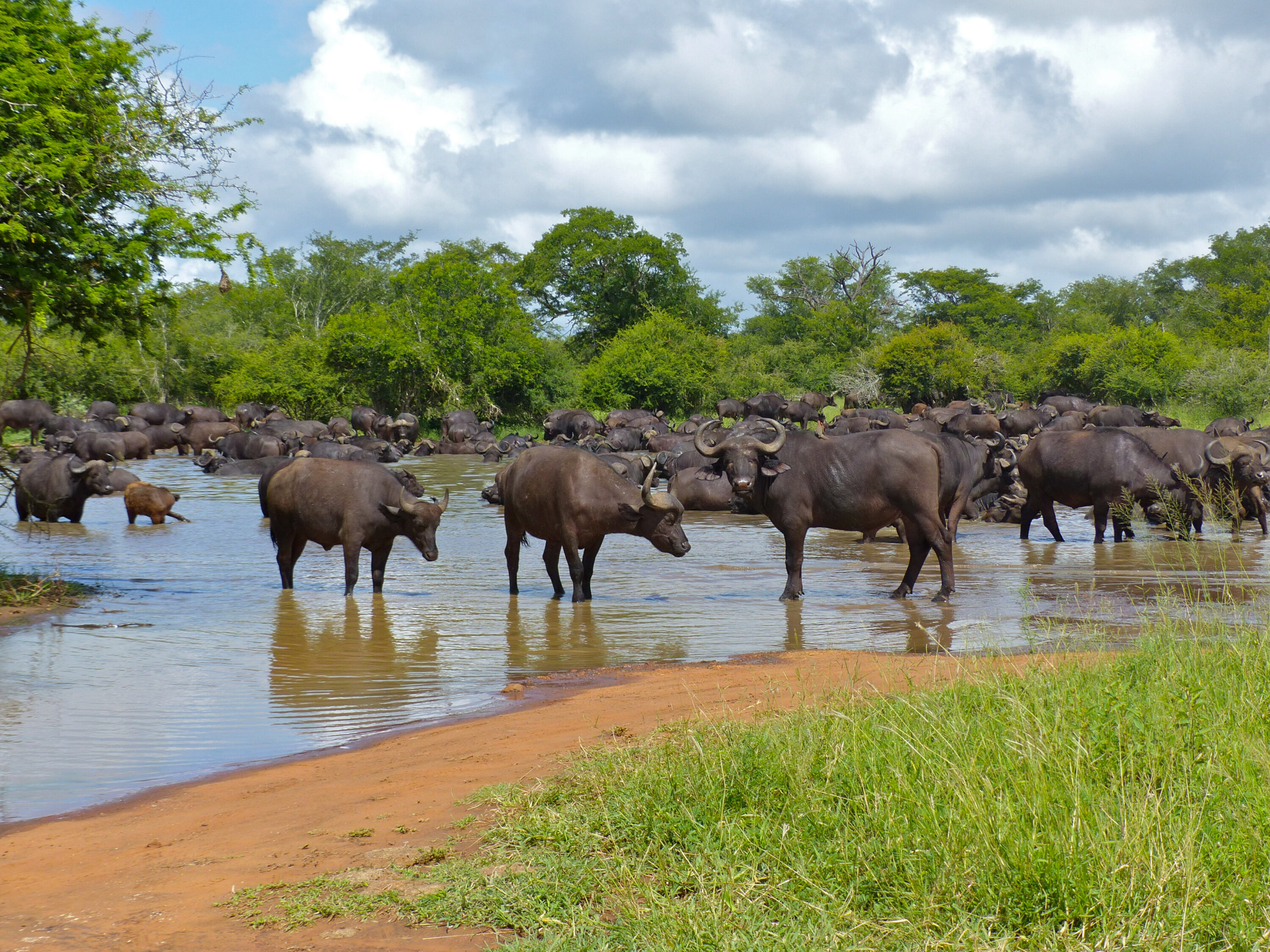 Large herd of African buffalo at a waterhole
