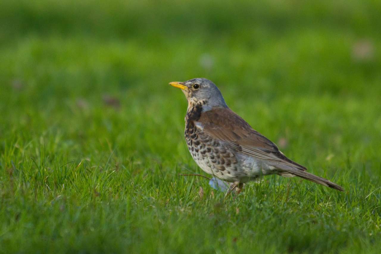 Fieldfare standing in grass, photographed by Christian Pedersen for NIBIO’s 2026 farmland bird update
