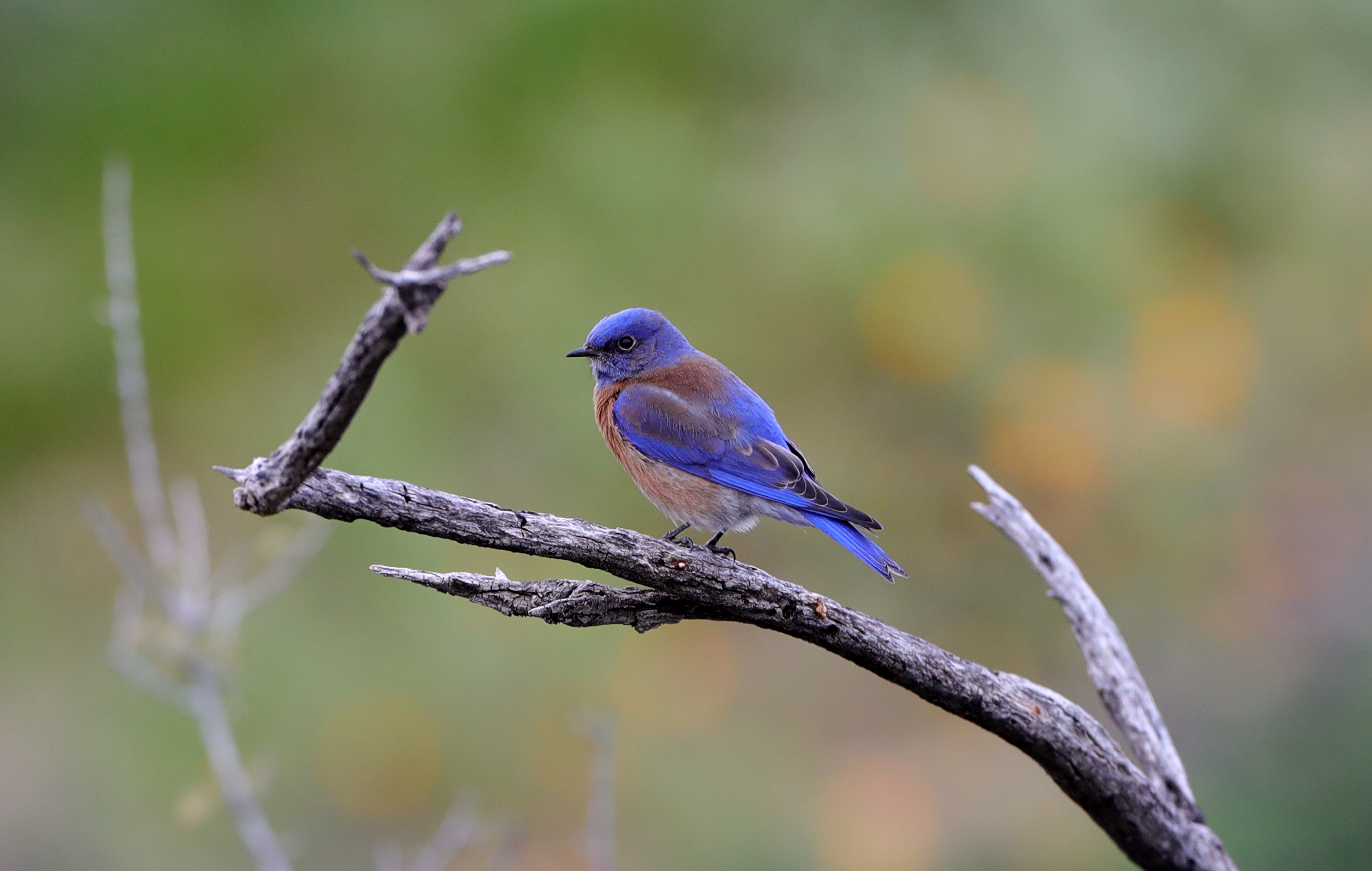 Western bluebird perched on a bare branch