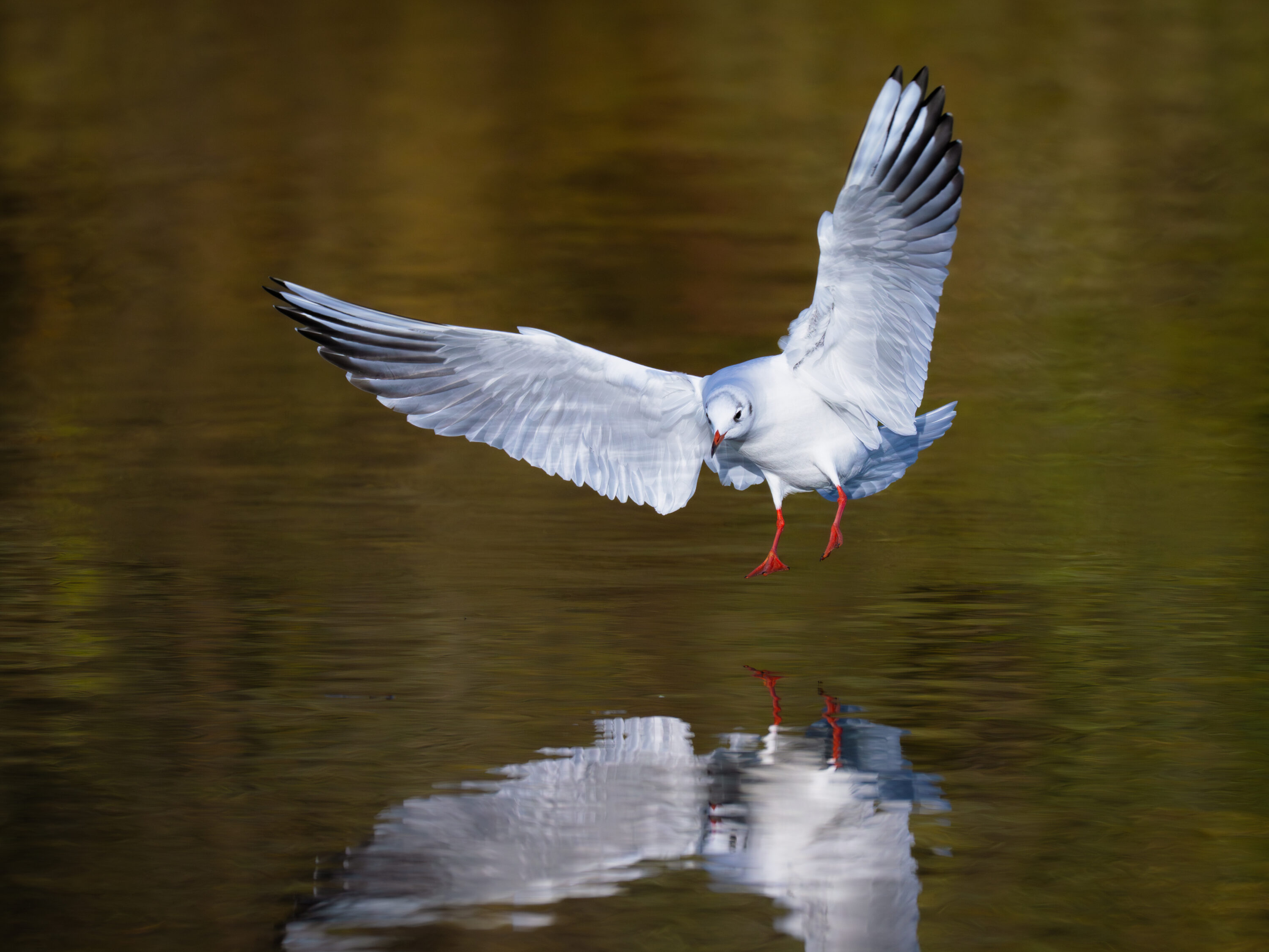 Black-headed gull in non-breeding plumage landing over water