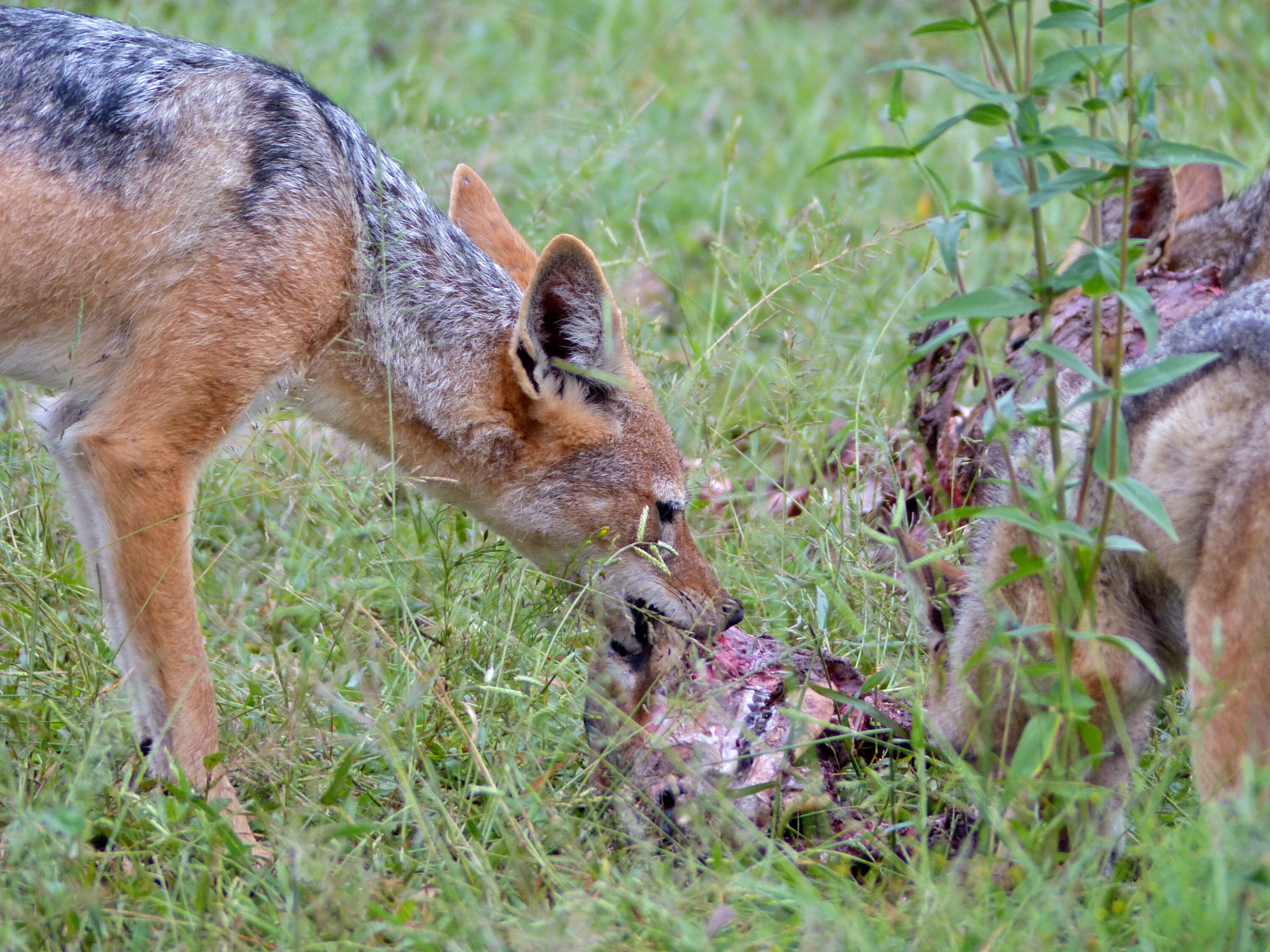 Black-backed jackal feeding on an impala carcass in Kruger National Park