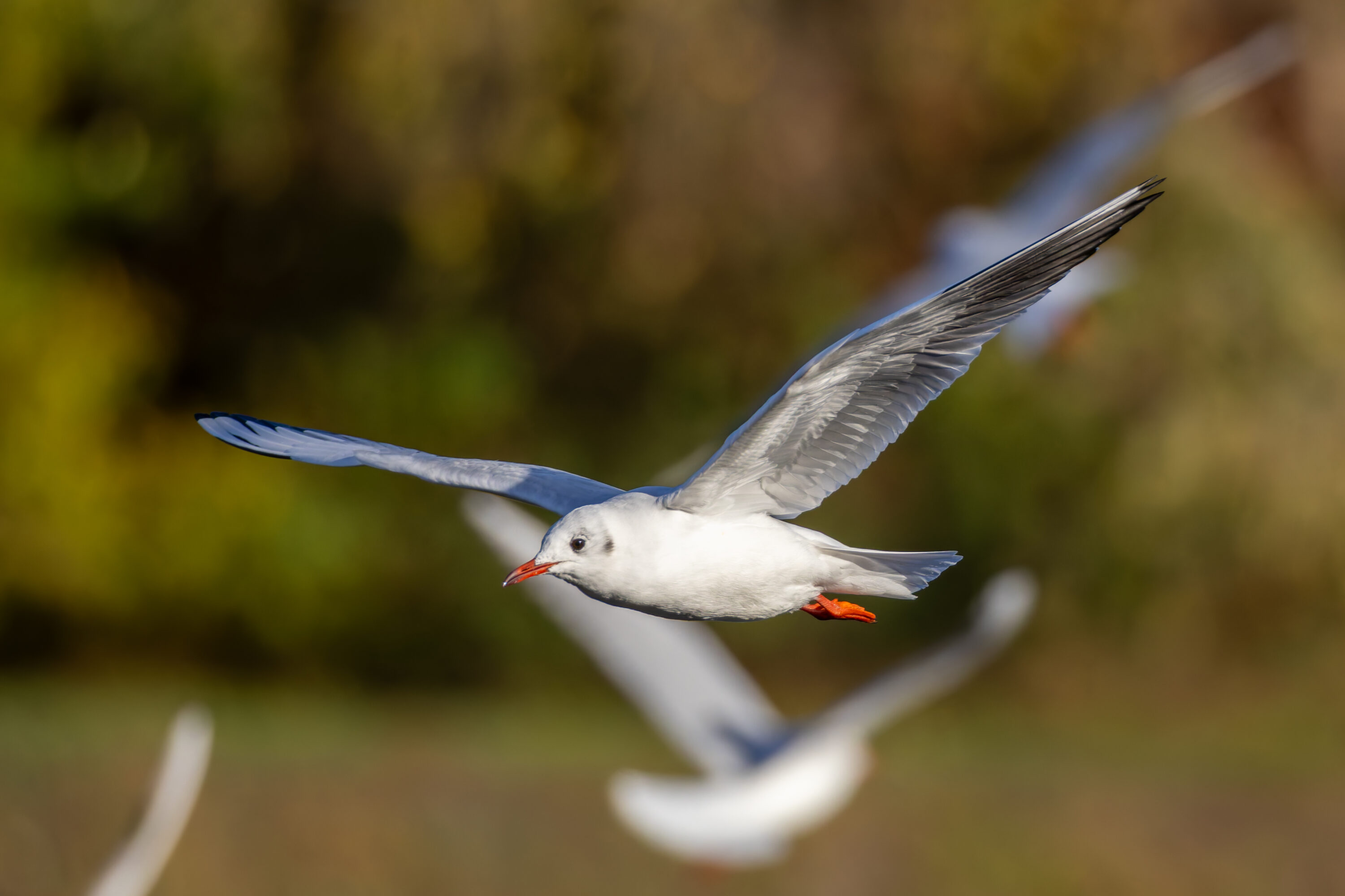 Black-headed gull in winter plumage flying