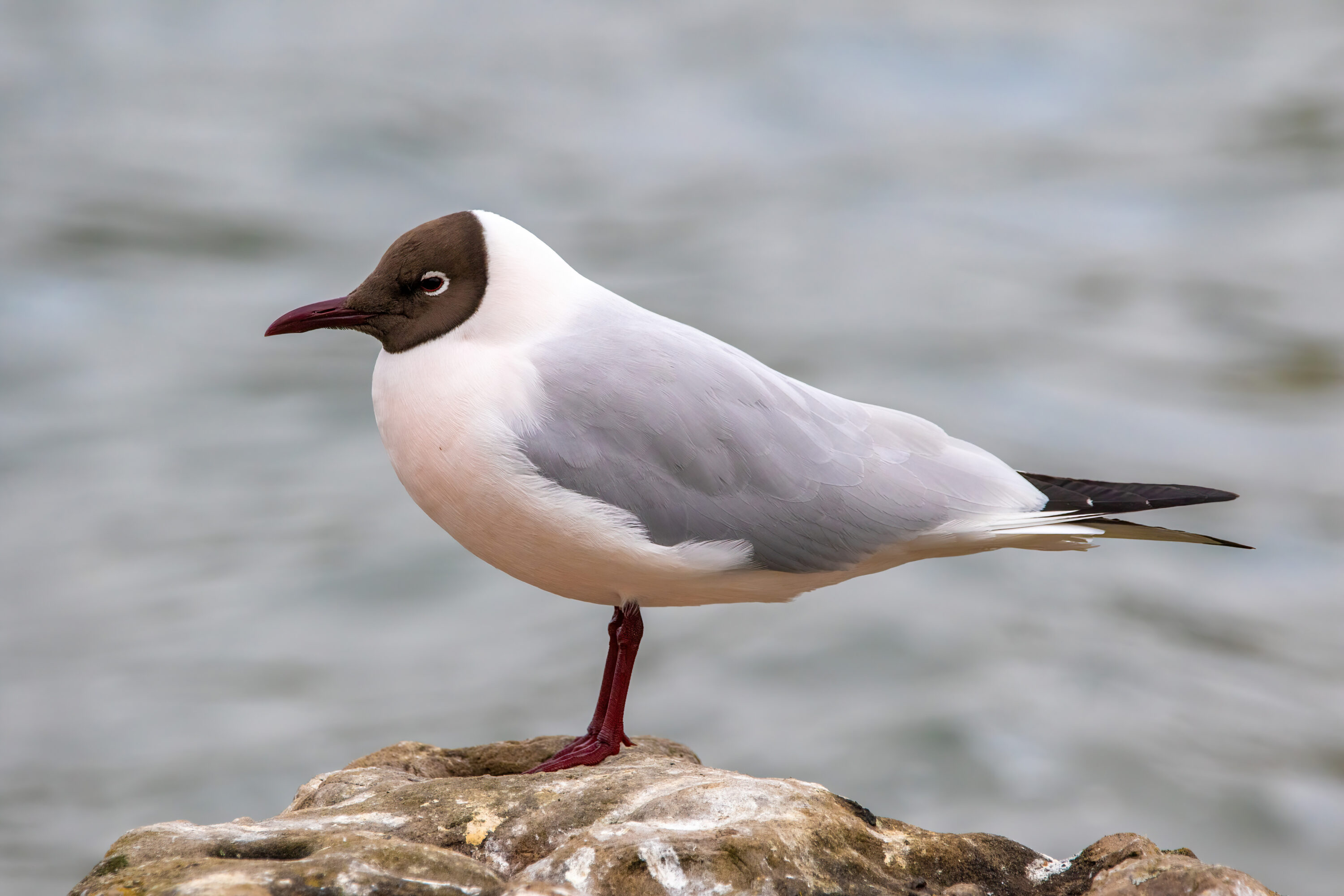 Adult black-headed gull in breeding plumage
