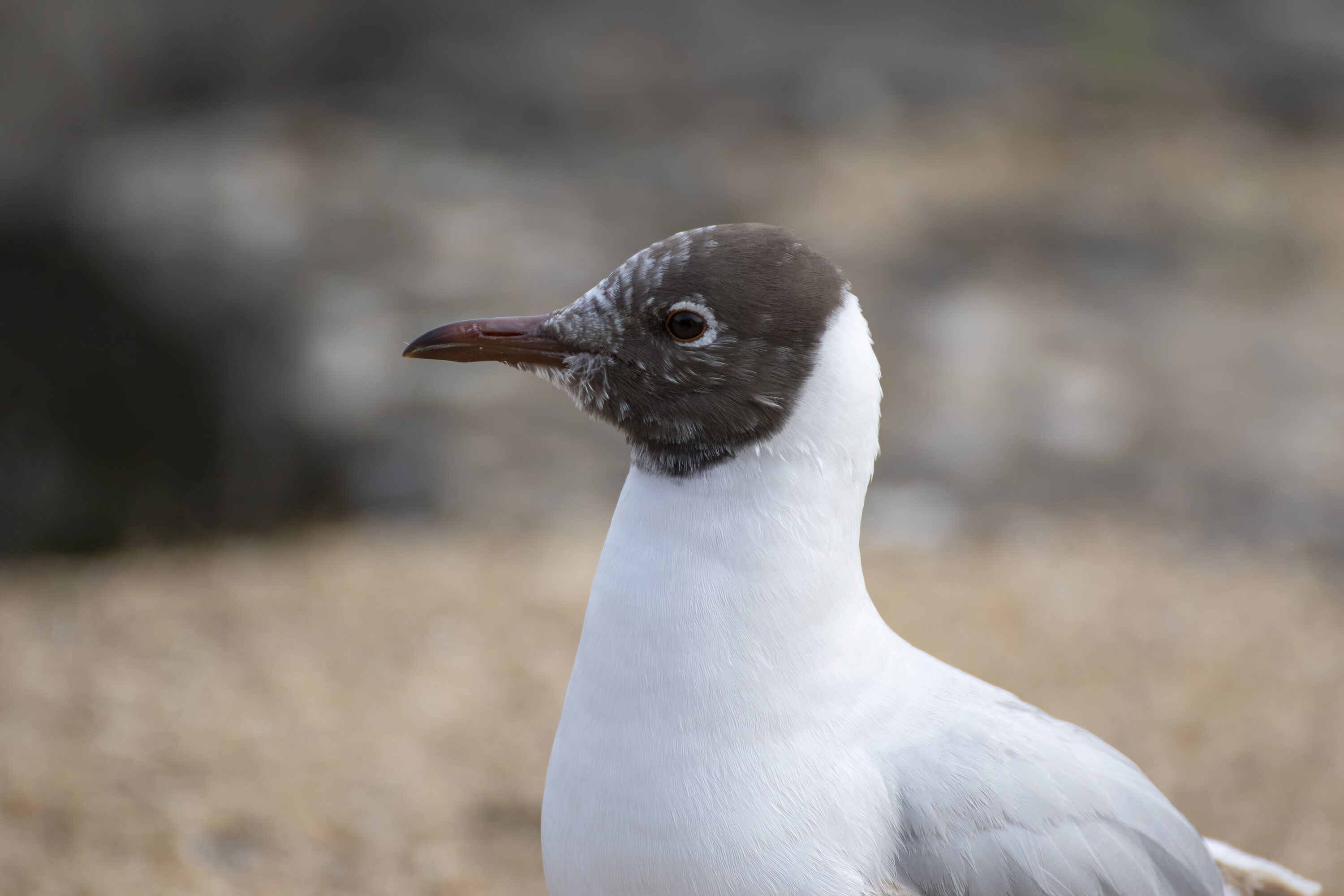 Adult black-headed gull in breeding plumage