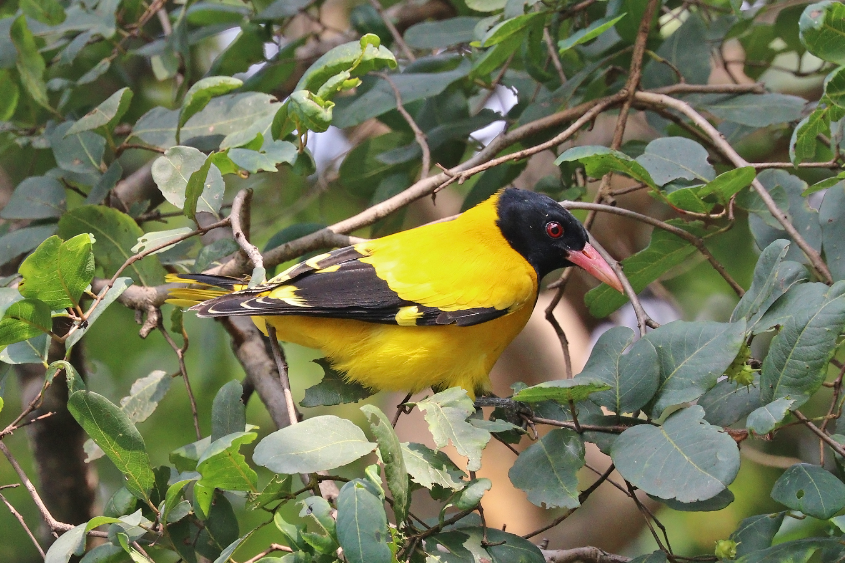 Black-hooded oriole at Marayoor Sandal Reserve, Kerala, India
