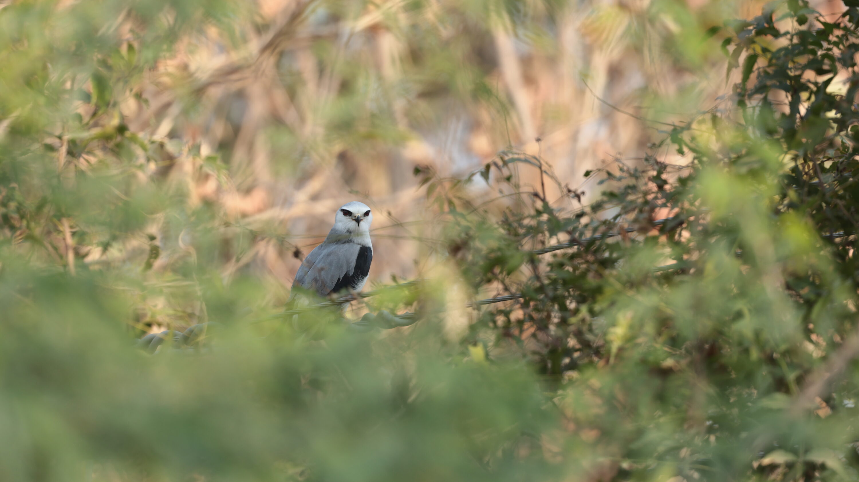 Black-winged kite perched in vegetation in Ahmedabad, Gujarat, India