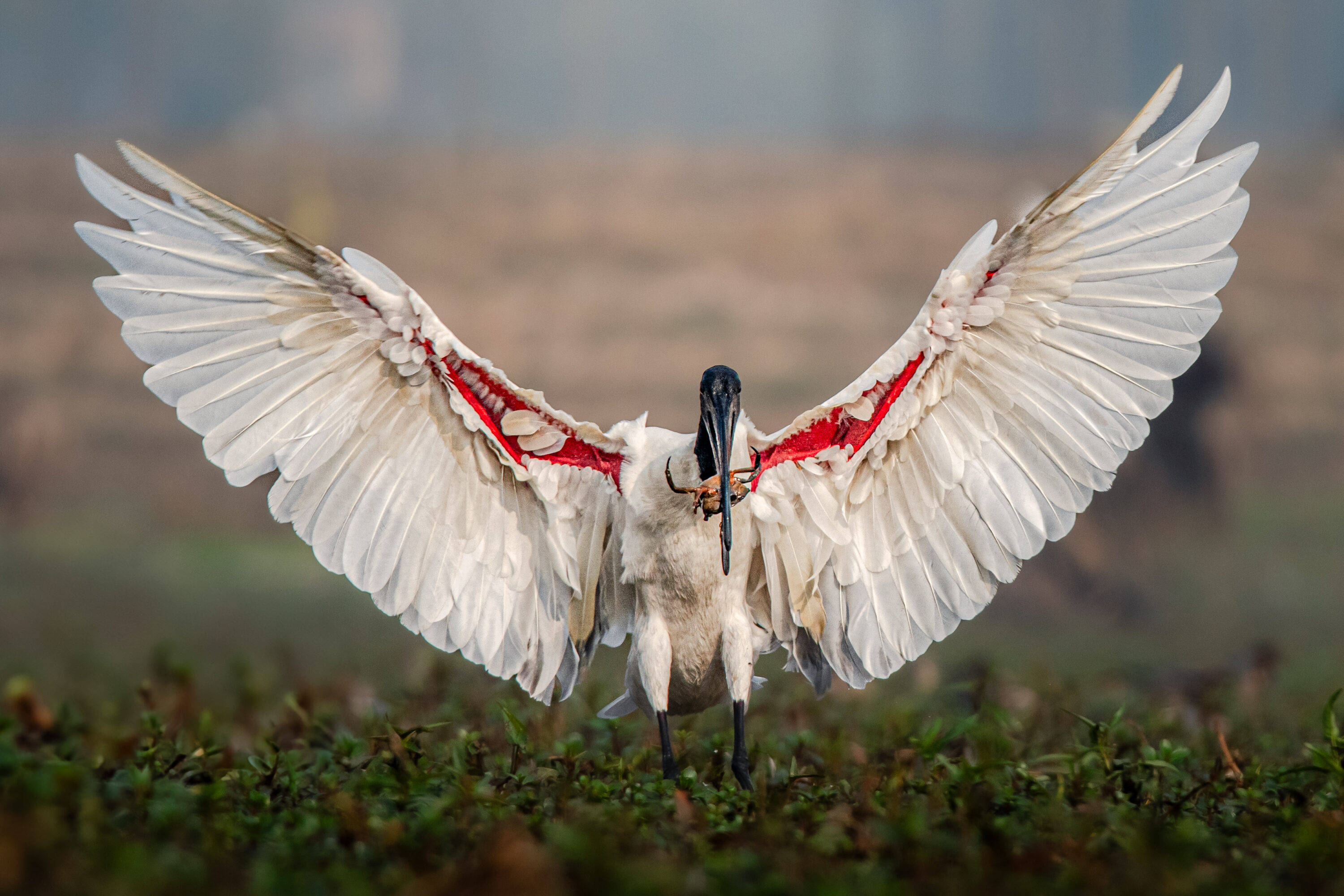 Black-headed ibis hunting a crab in wetland habitat
