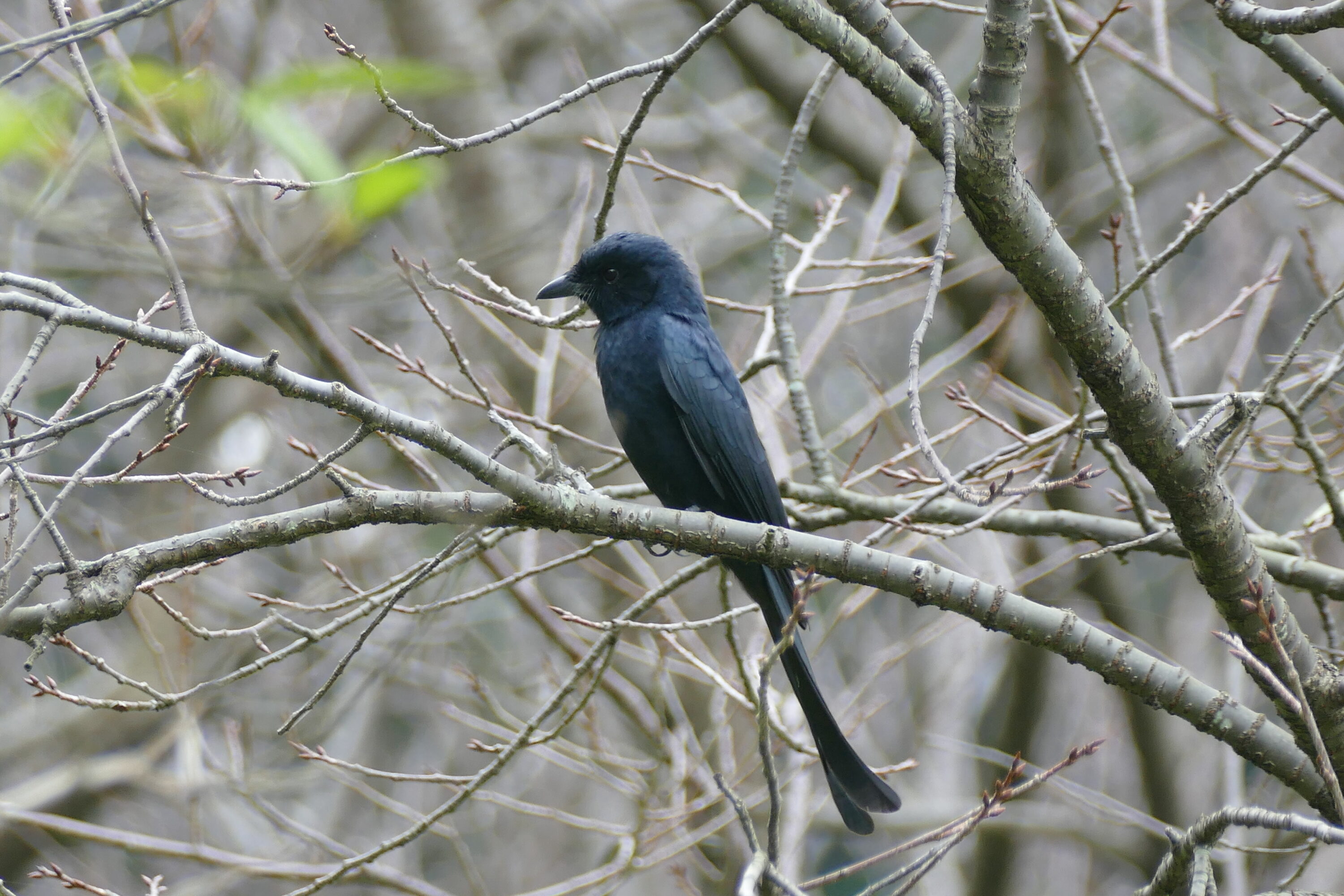Black drongo perched in Taipei, Taiwan