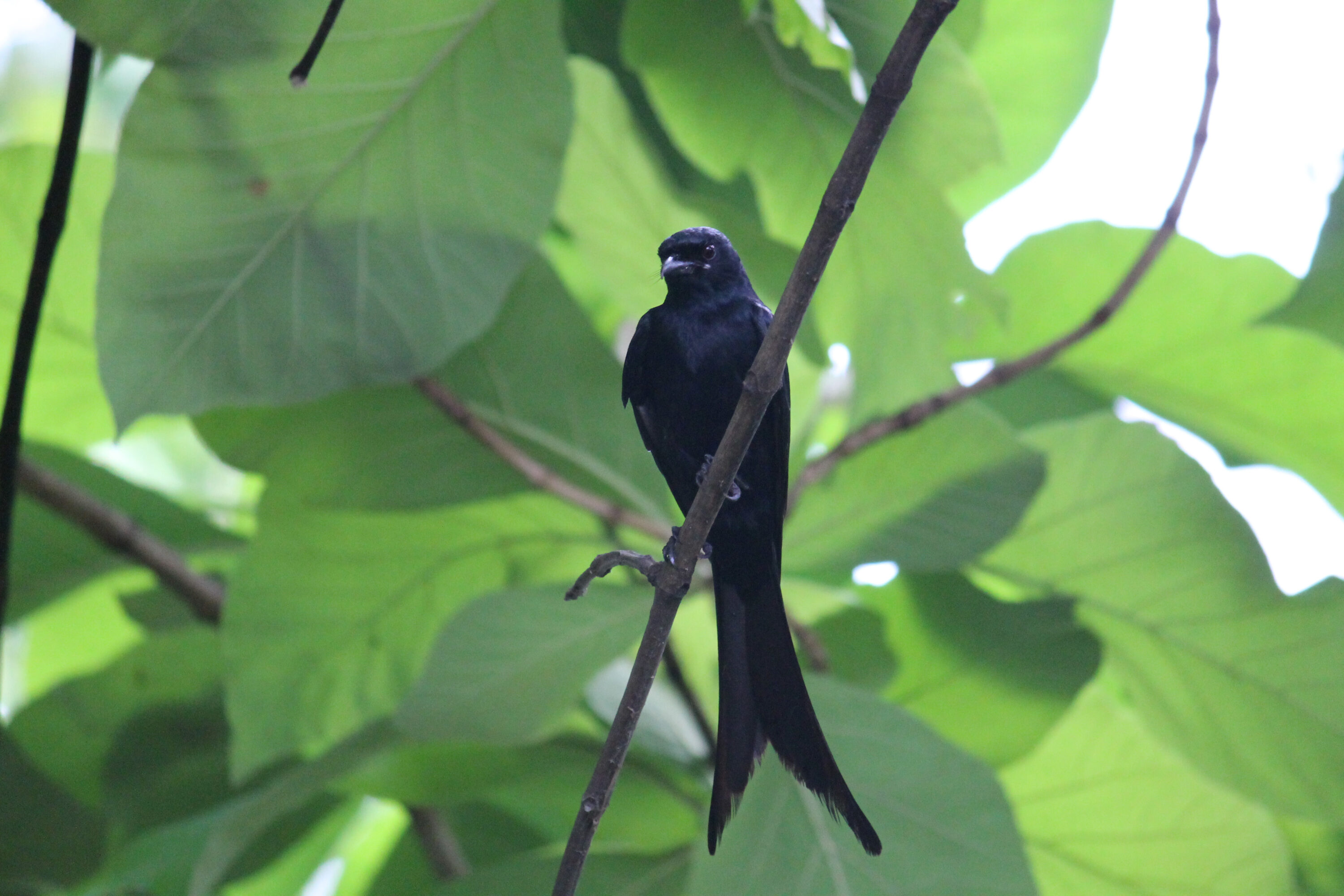Black drongo in India