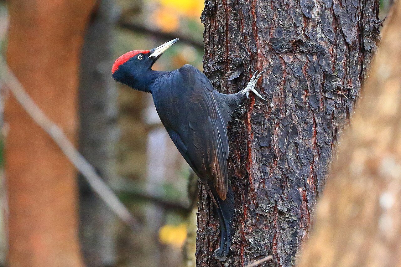 Male black woodpecker on a tree in a Japanese forest