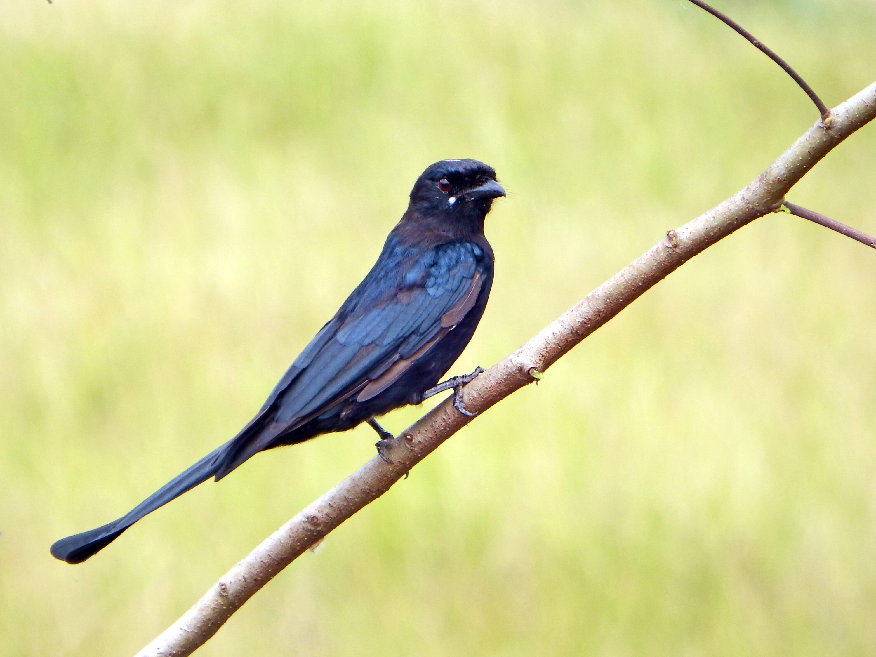 A black drongo perched on a diagonal branch against green vegetation
