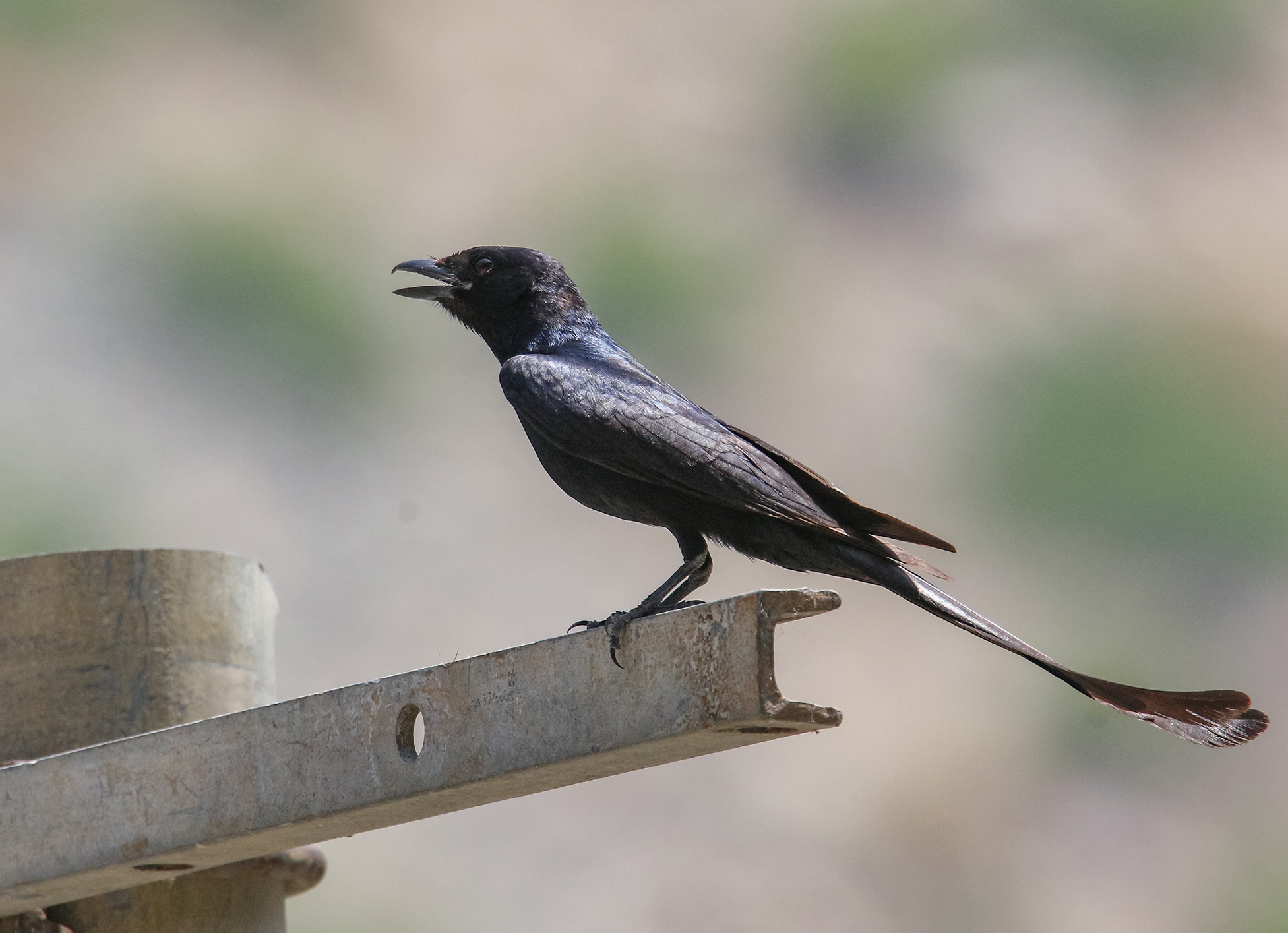 Black Drongo in Khyber Pakhtunkhwa, Pakistan
