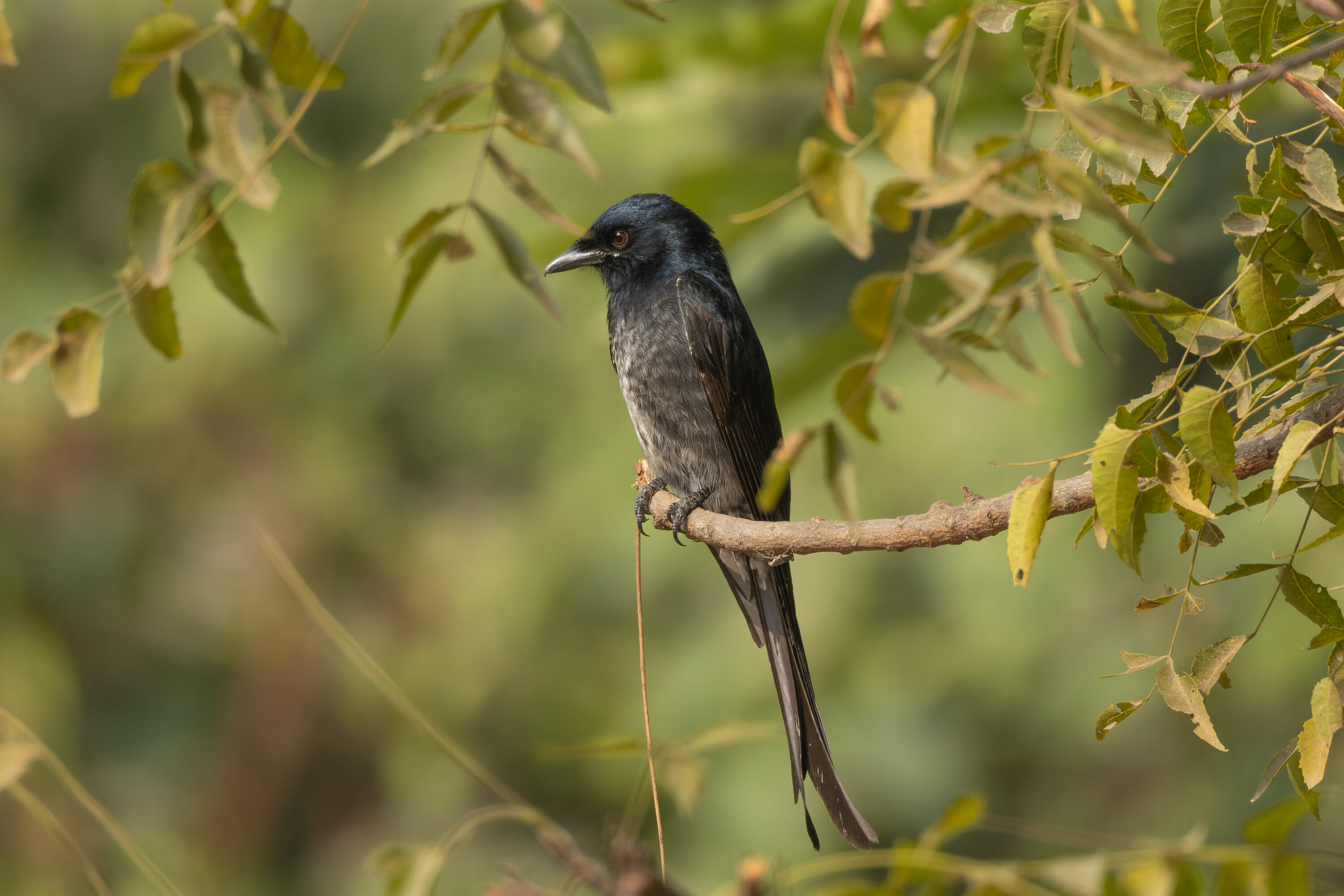 Black drongo perched on a branch in Kuldiha Wildlife Sanctuary