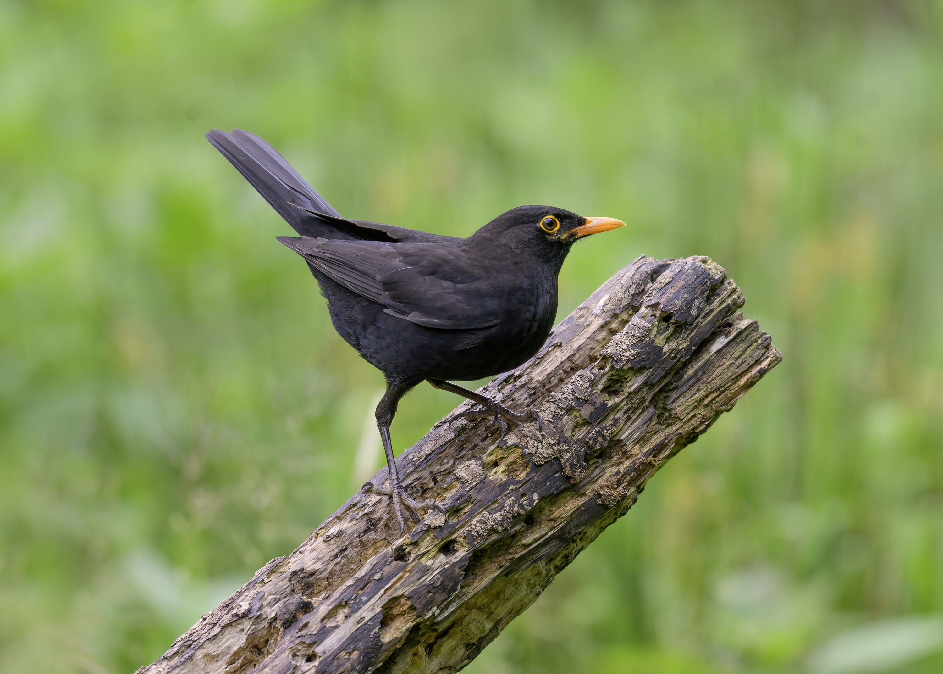 Sharp adult male Eurasian blackbird perched on a weathered log