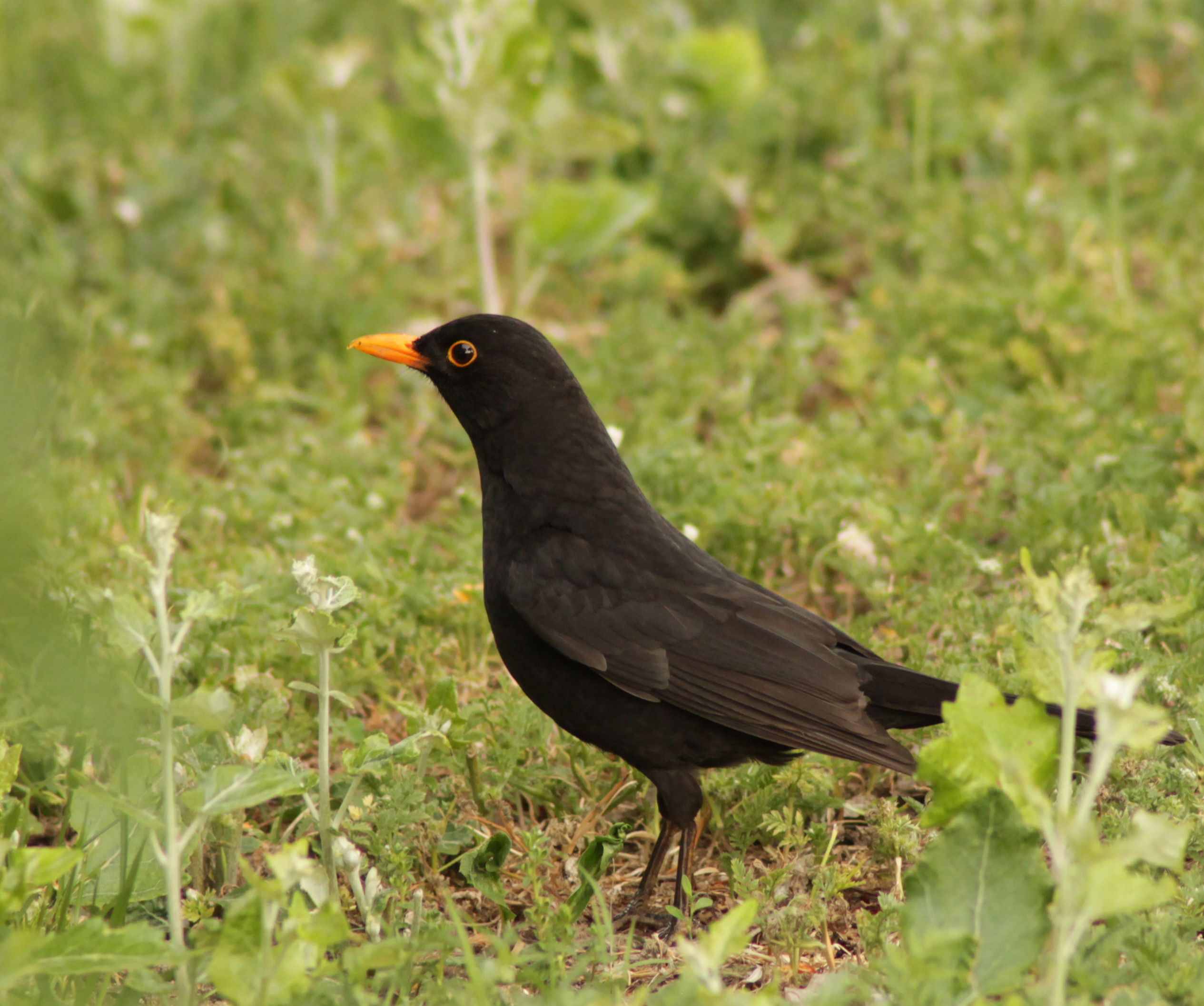 Male Eurasian blackbird standing on grass in Madrid, Spain