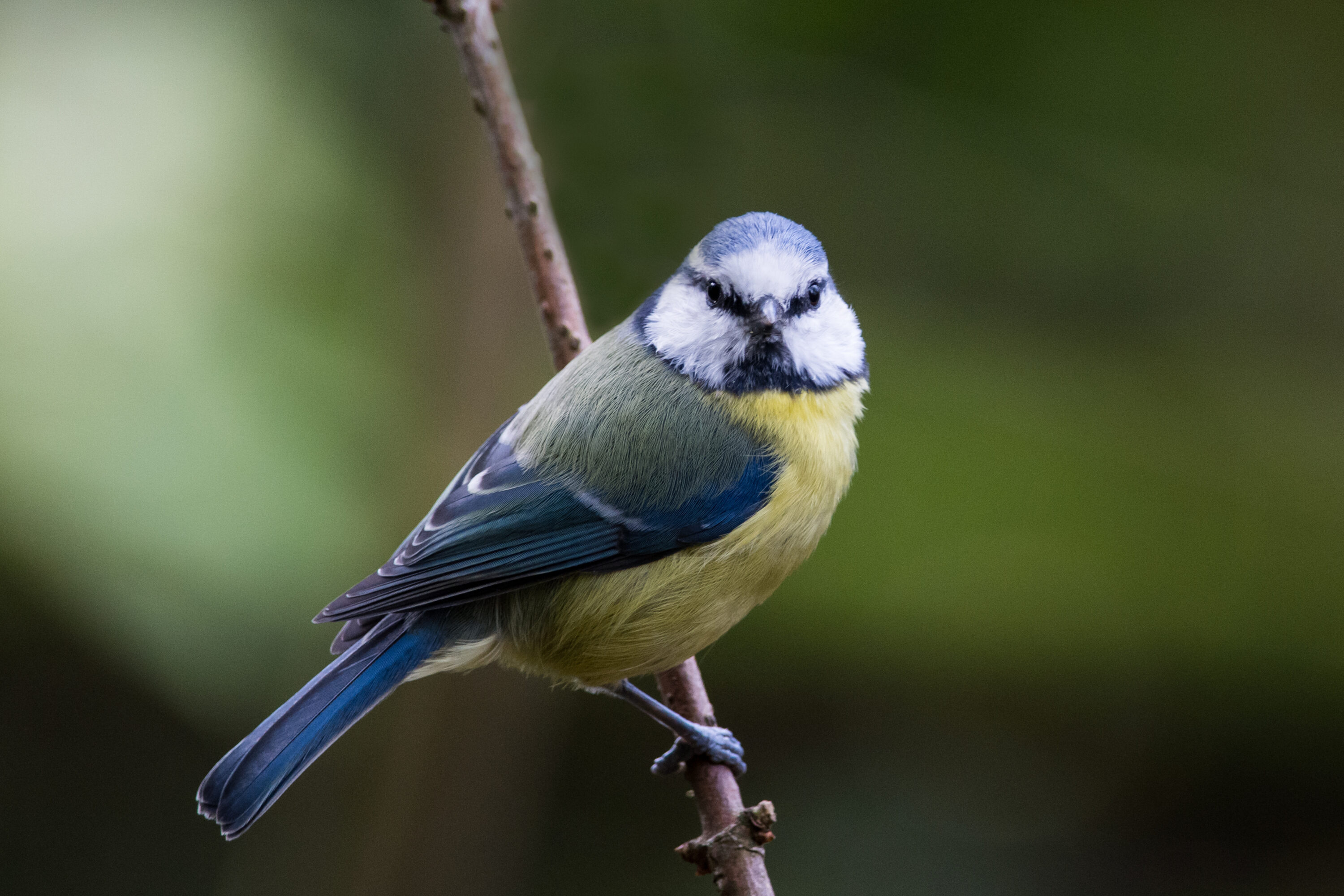 Eurasian blue tit in woodland