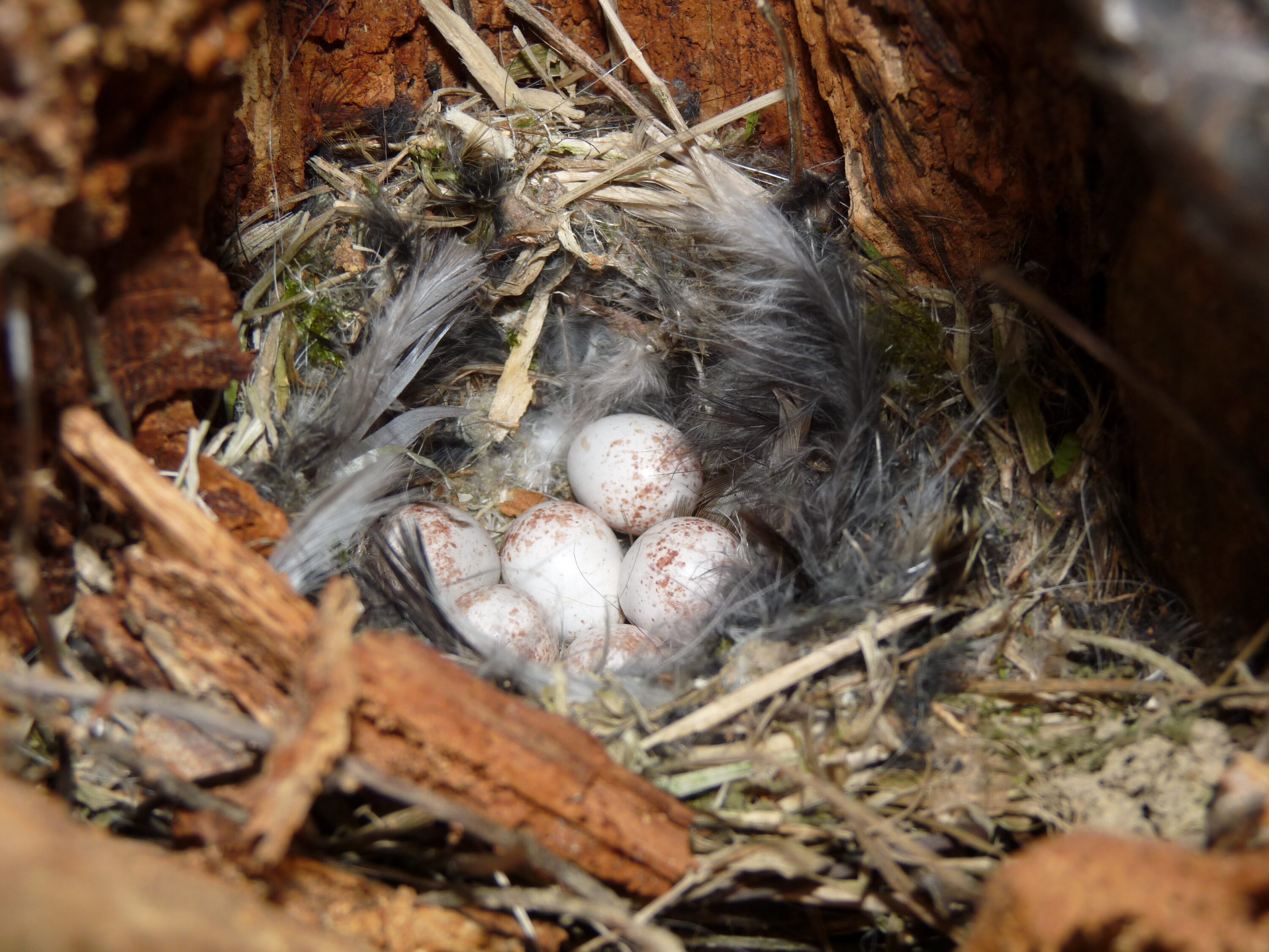 Blue tit nest with eggs in moss and soft nesting material