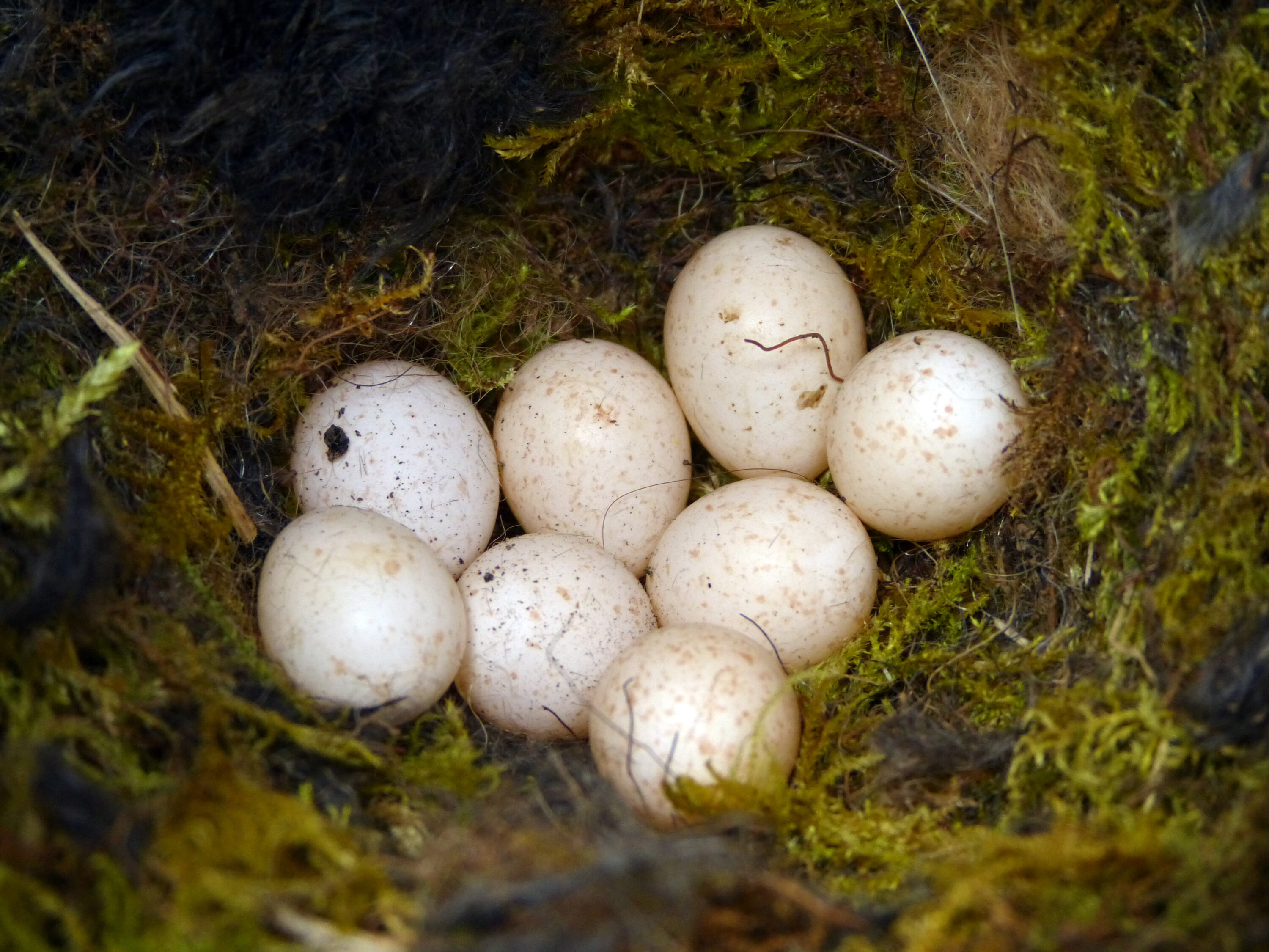 Eurasian blue tit nest with eggs