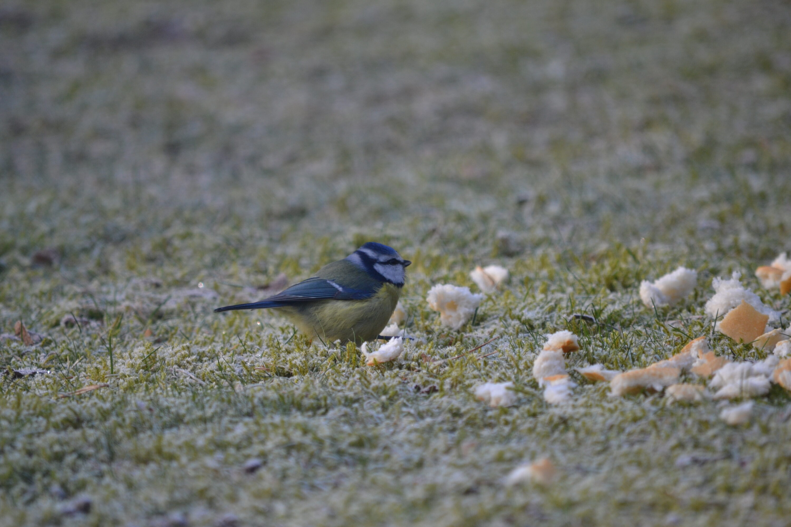 Eurasian blue tit showing yellow breast and blue crown, wing and tail