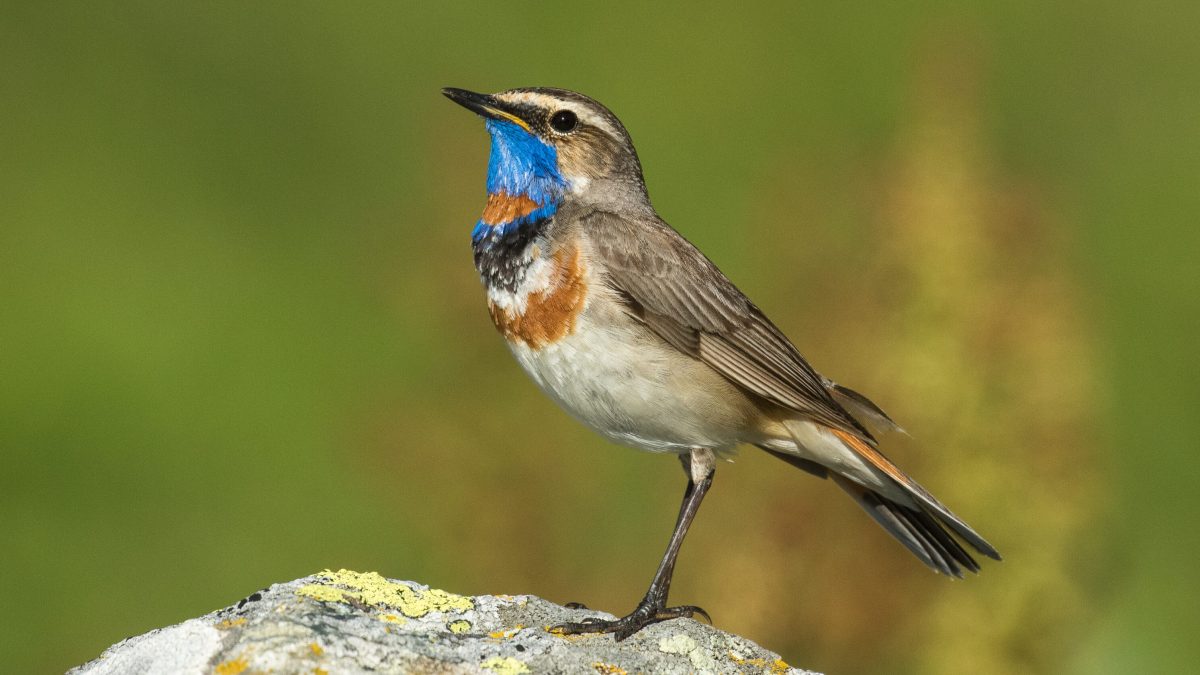 Red-spotted Bluethroat in the Alps, Italy