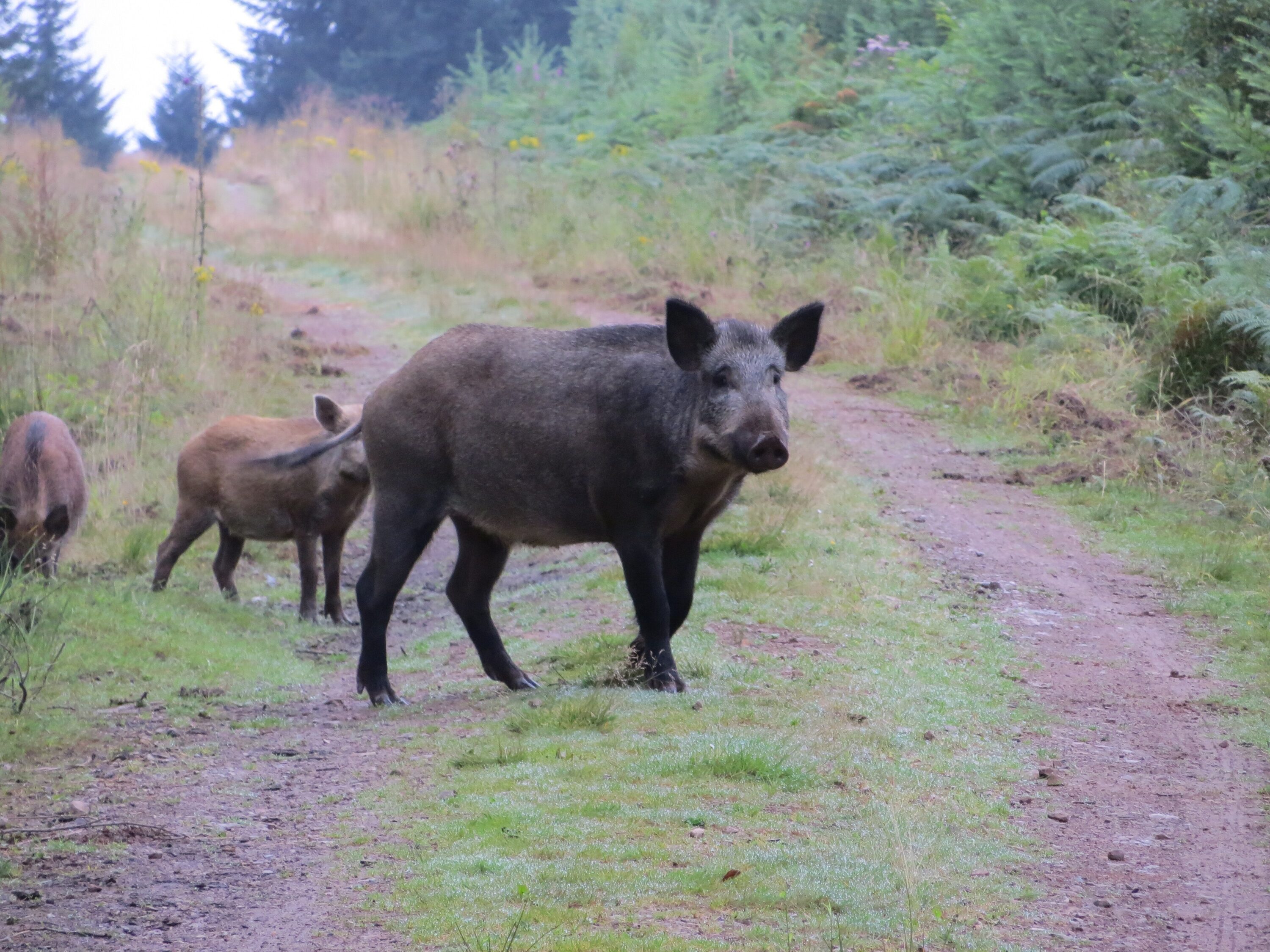 Two wild boars standing clearly on a forest track in England