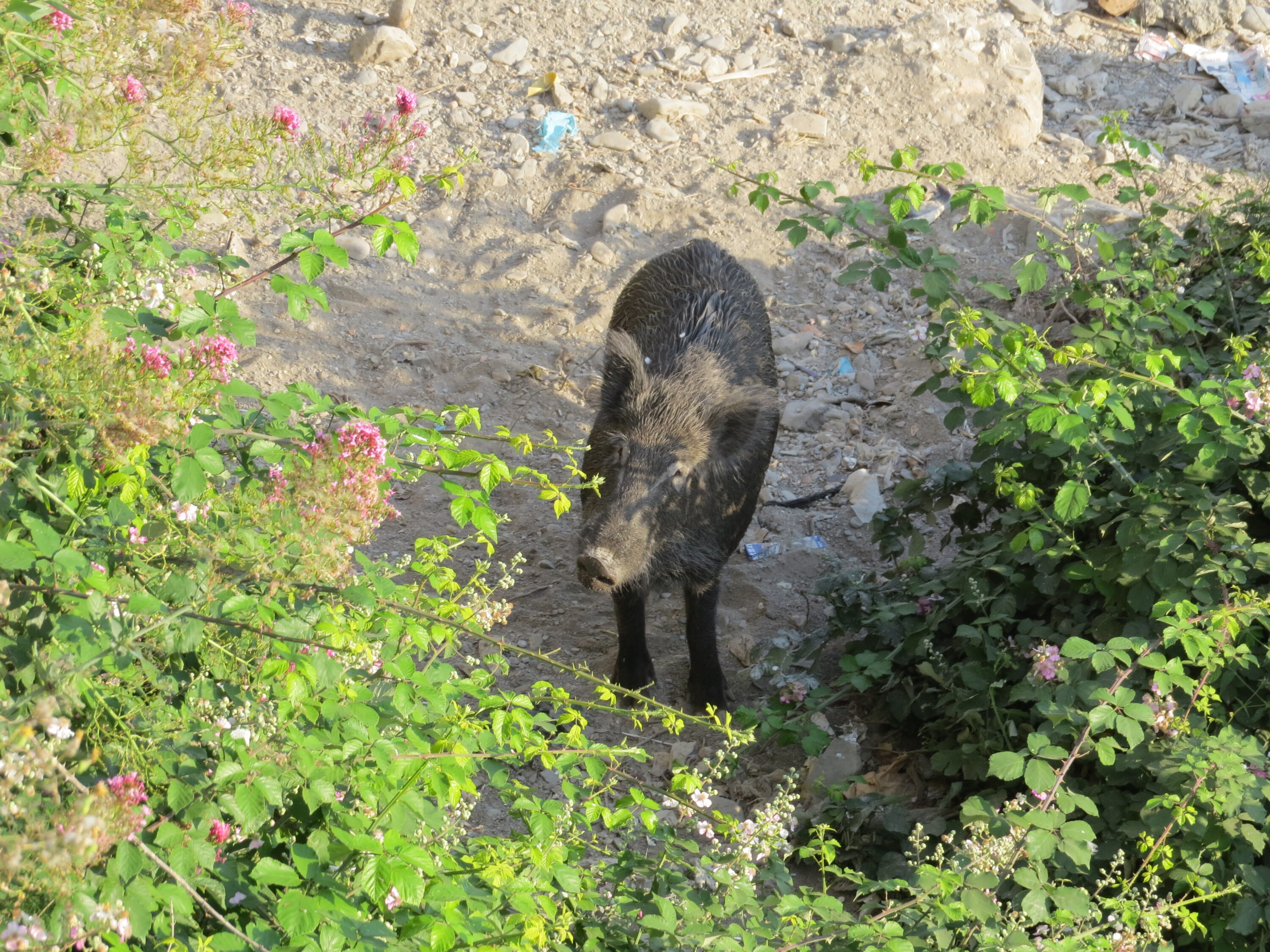 Male wild boar in Genoa, Italy