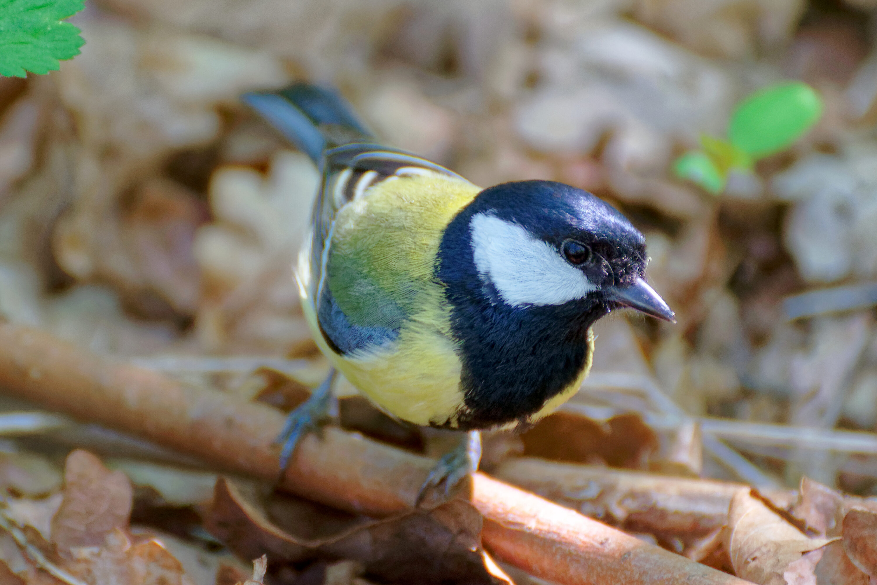 Great tit on the ground in Kraków, Poland
