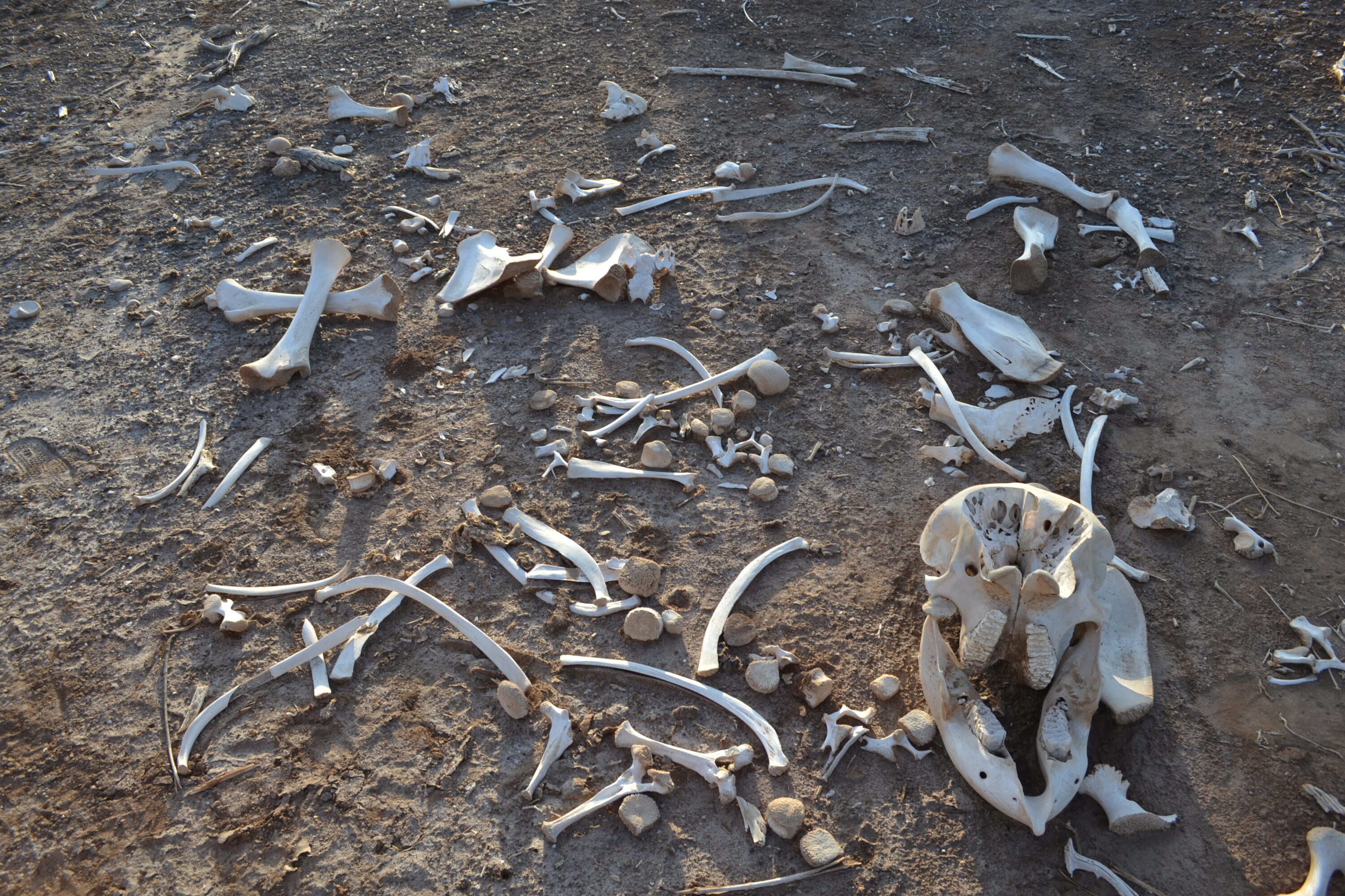 Scattered bones of an African bush elephant near Tsavo West National Park, Kenya