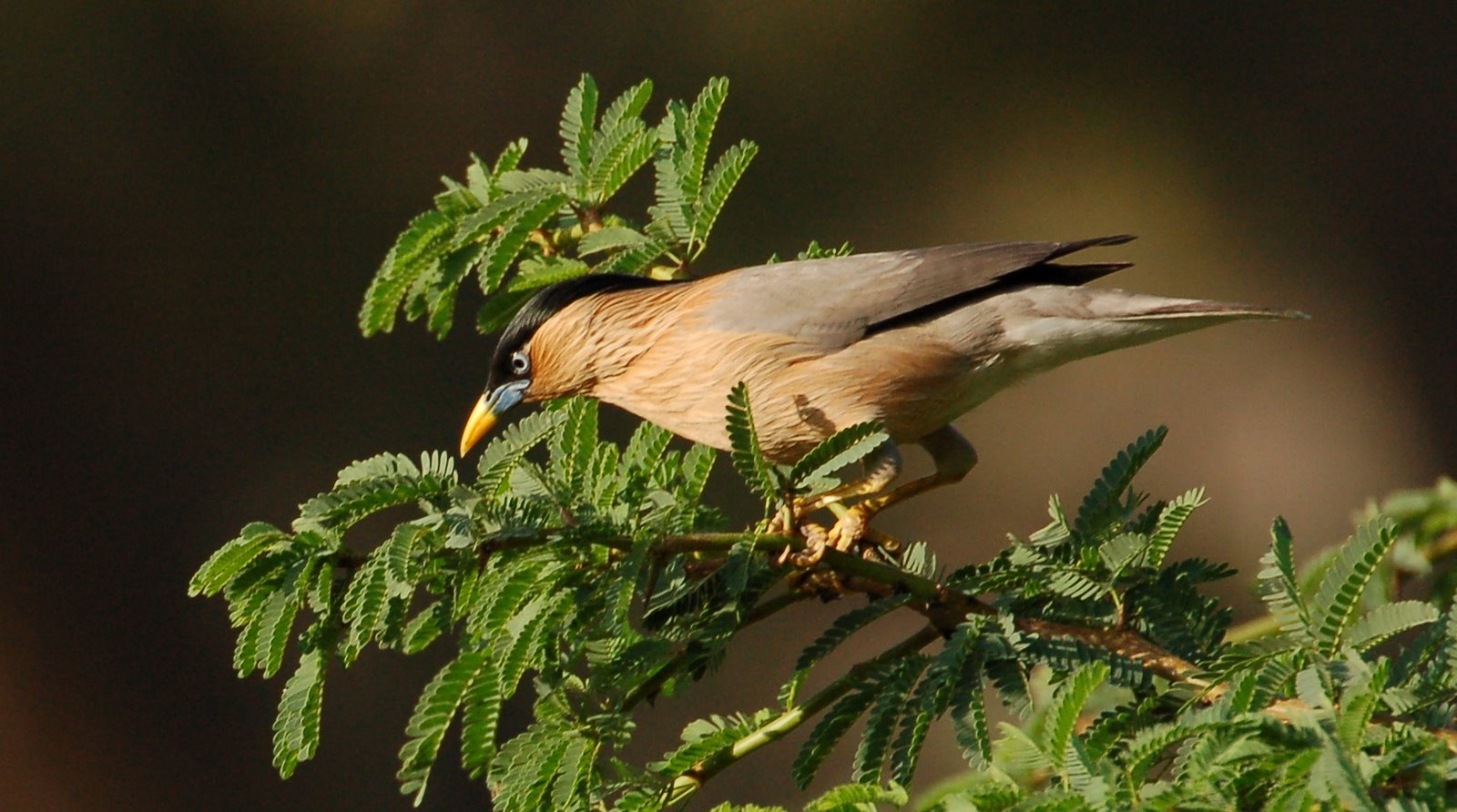Brahminy starling at Jaikwadi Dam near Aurangabad, India