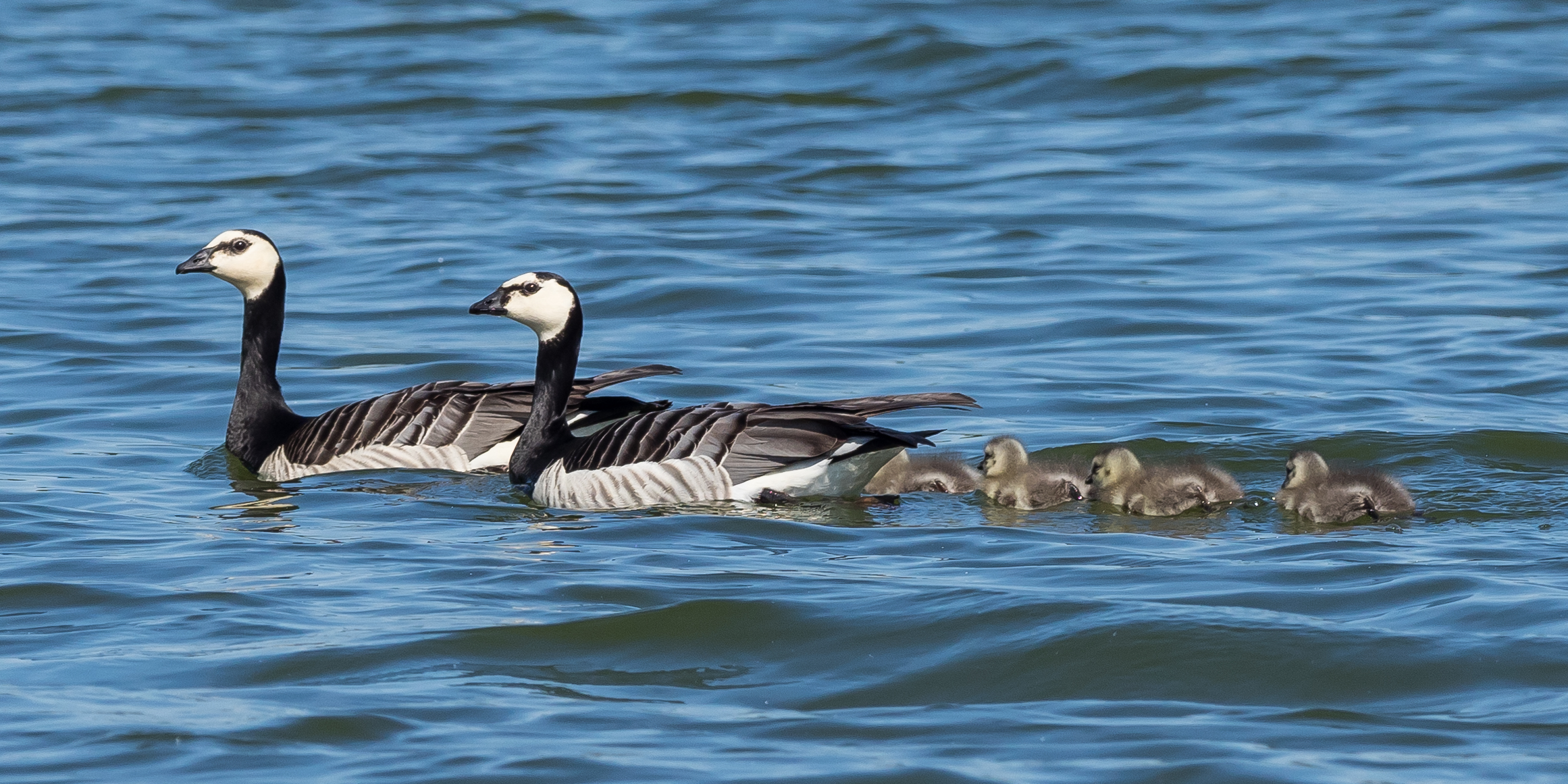 Two adult barnacle geese swimming with four goslings