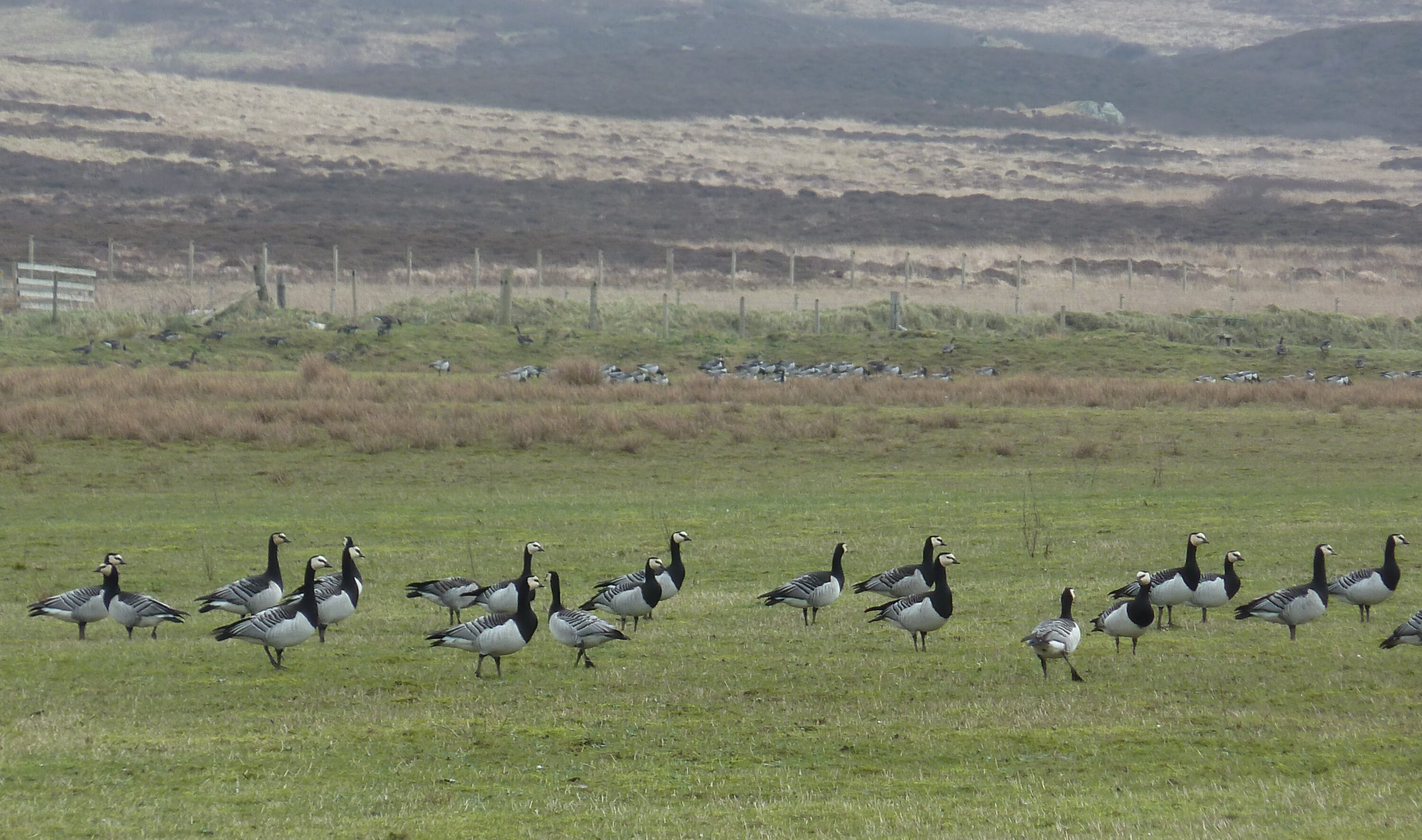 Flock of barnacle geese on grassland on Islay, Scotland