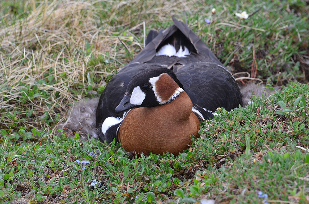 Red-breasted goose resting in tundra vegetation in Taimyr Reserve